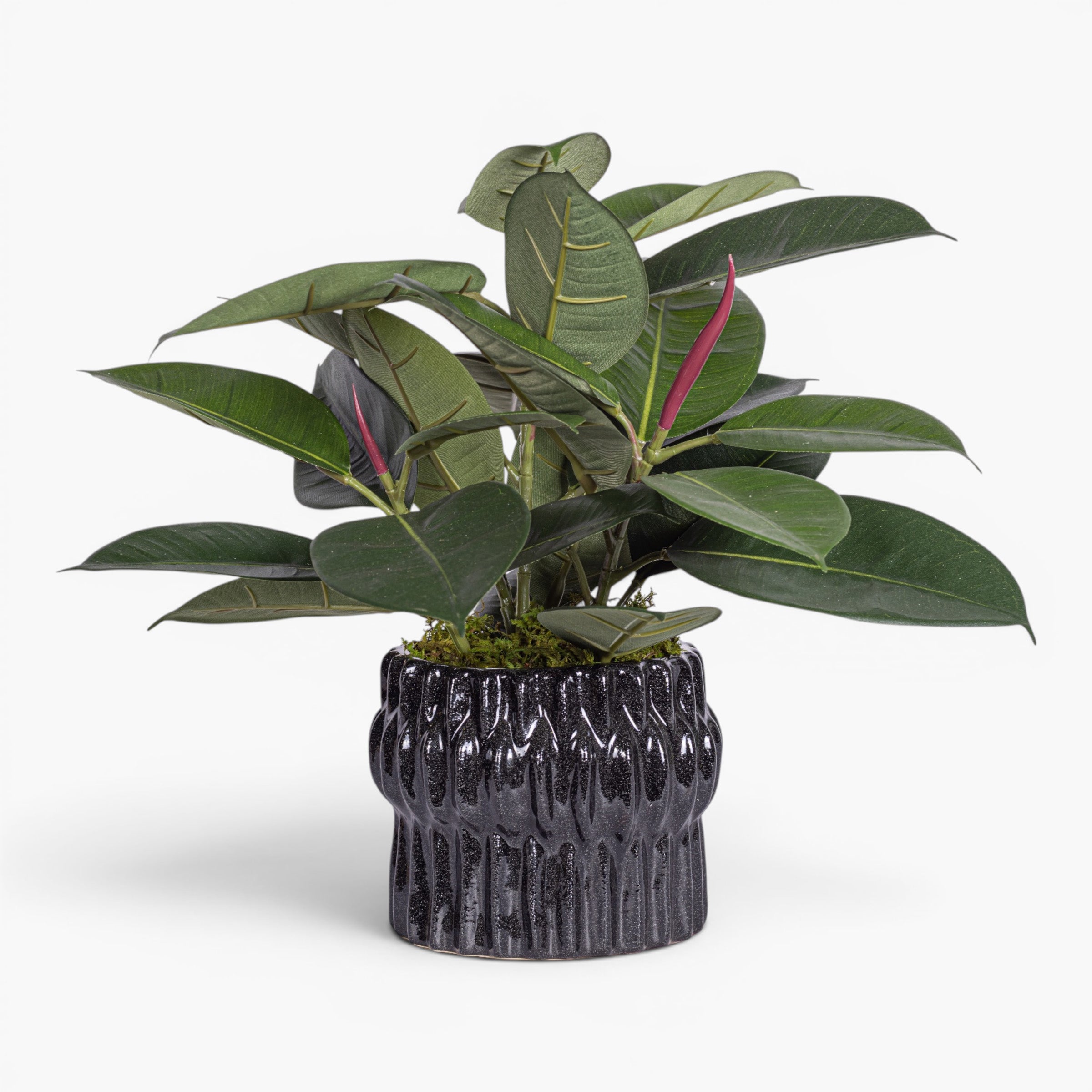 Beeker Pot with Rubber Plant Arrangement AR2015