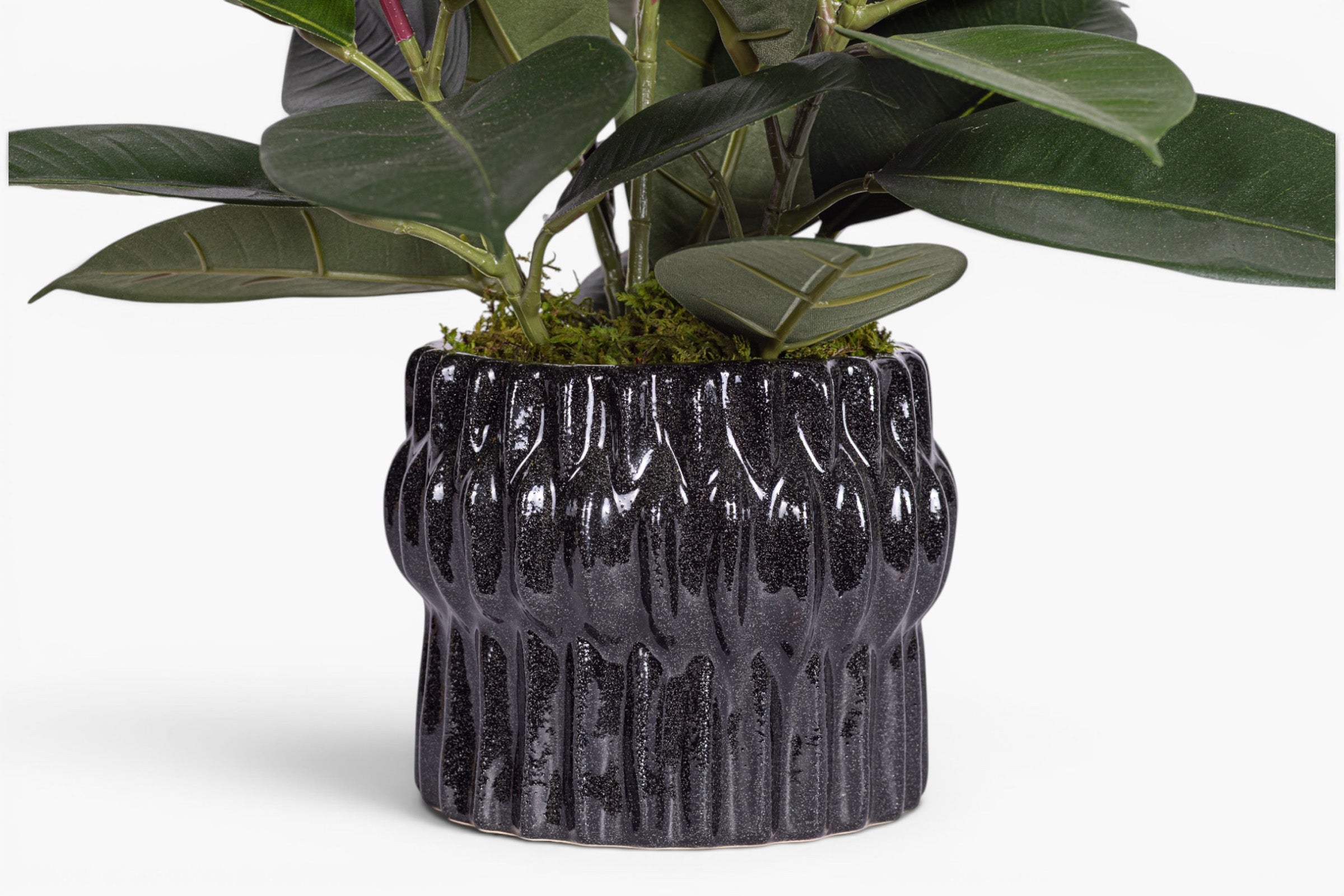 Beeker Pot with Rubber Plant Arrangement AR2015