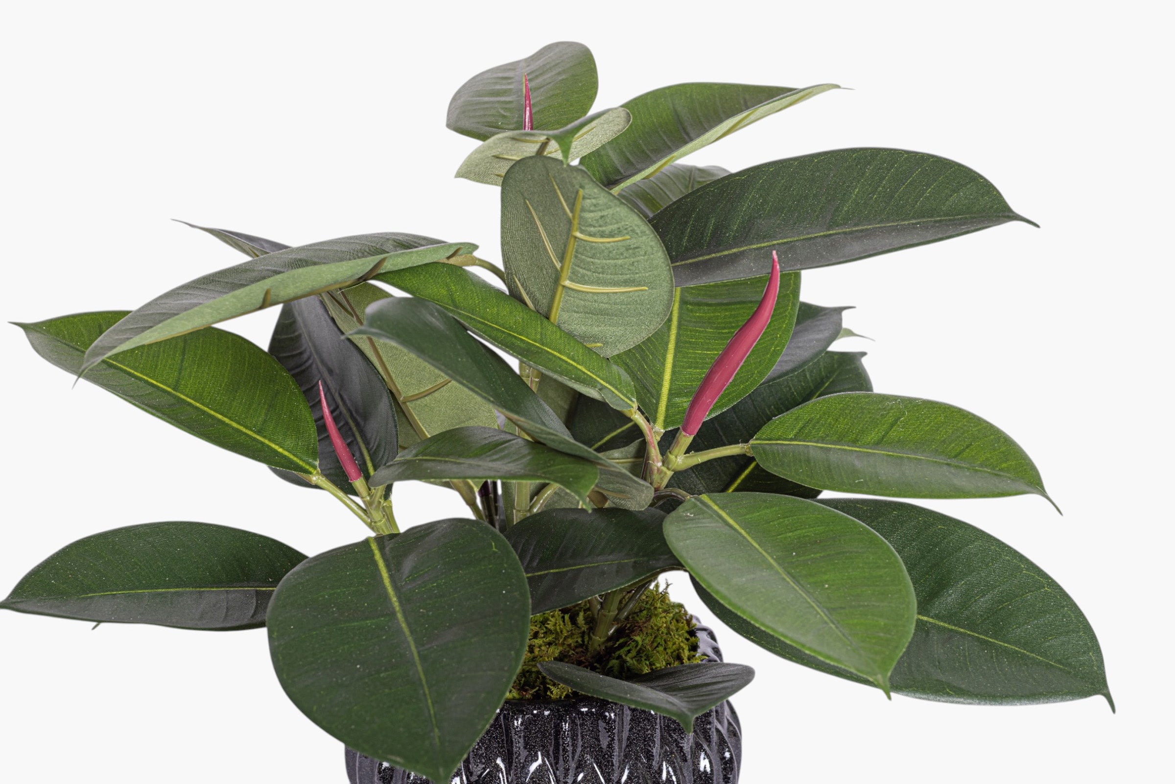Beeker Pot with Rubber Plant Arrangement AR2015