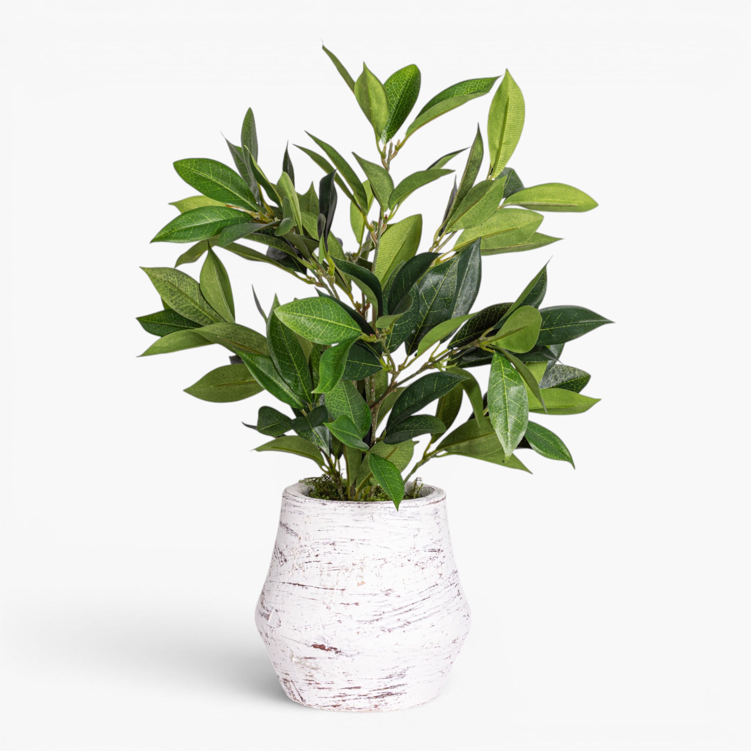 Bella Pot with Bay Leaf Arrangement AR2018