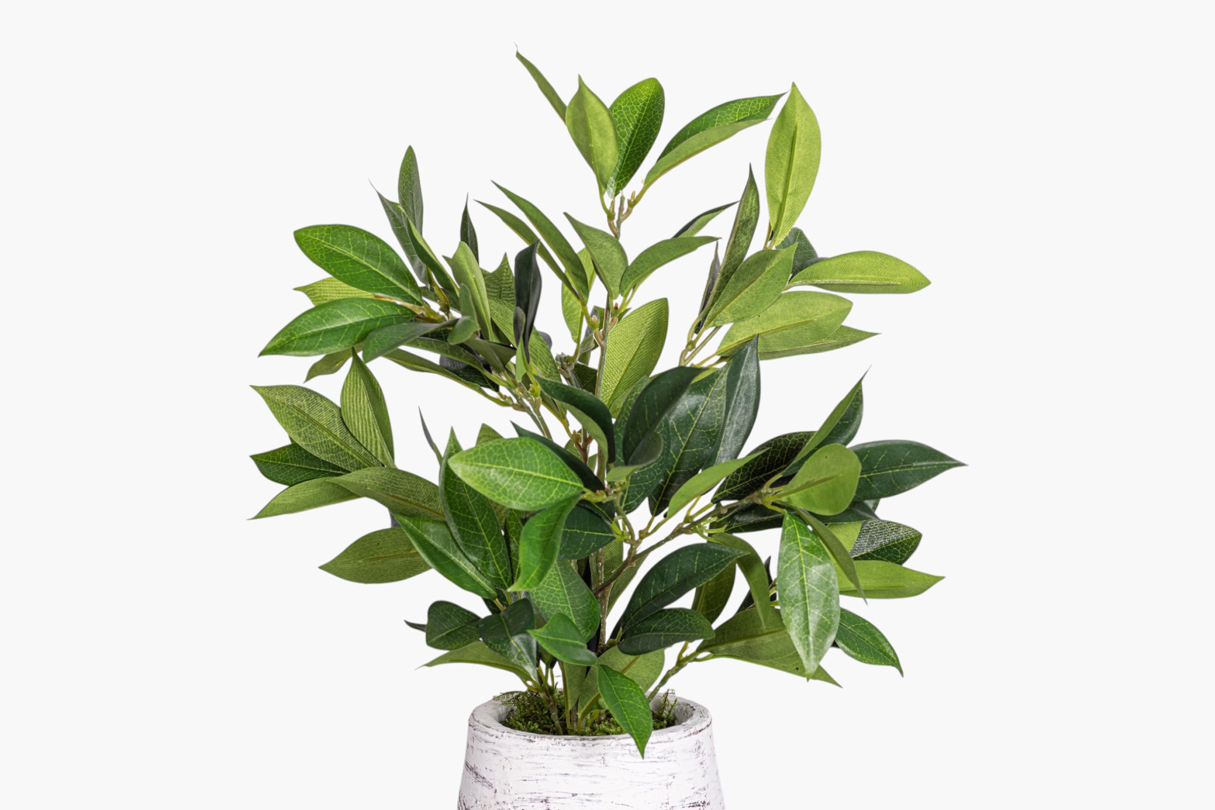 Bella Pot with Bay Leaf Arrangement AR2018