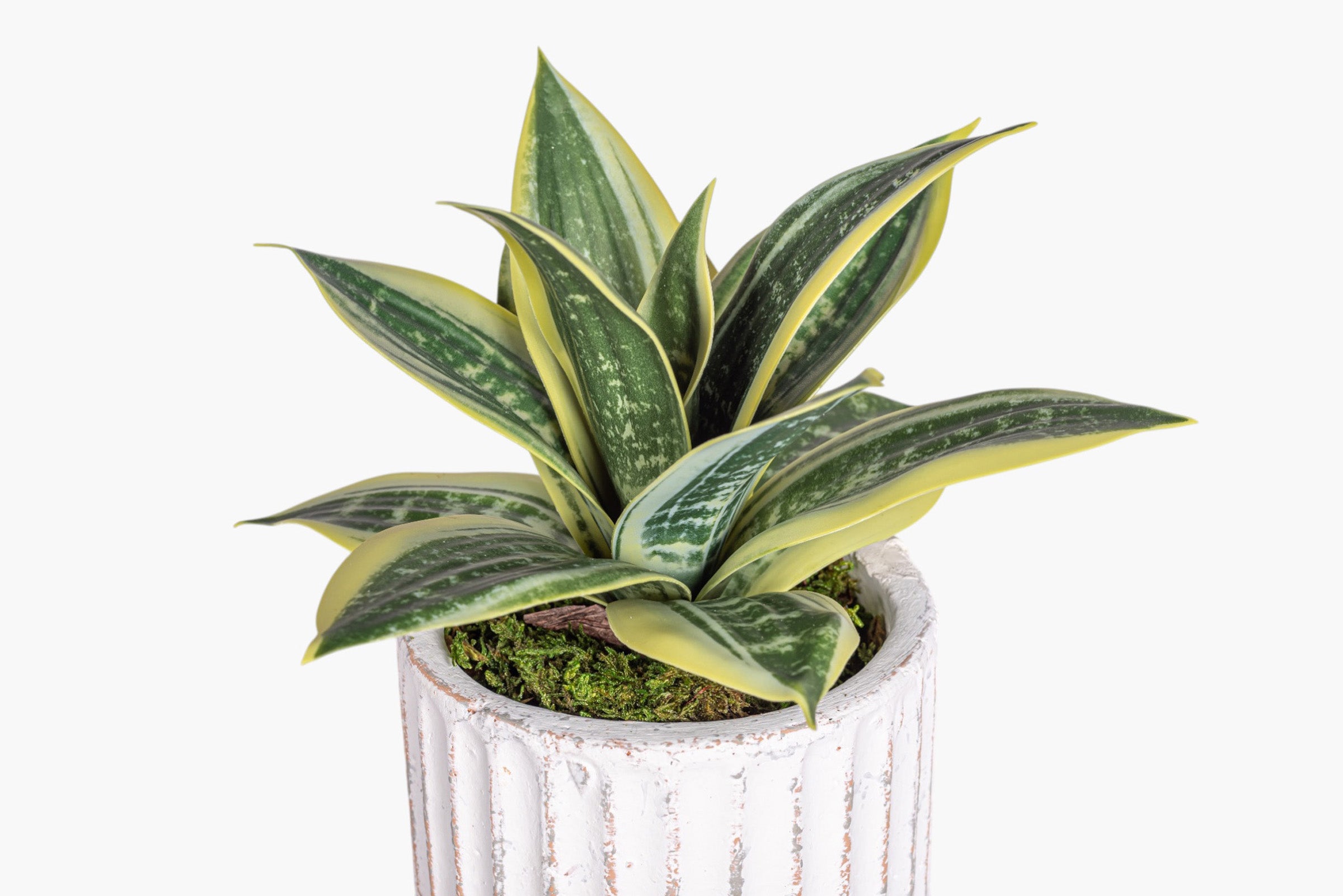 Margo Pot with Snake Flower Arrangement AR2019