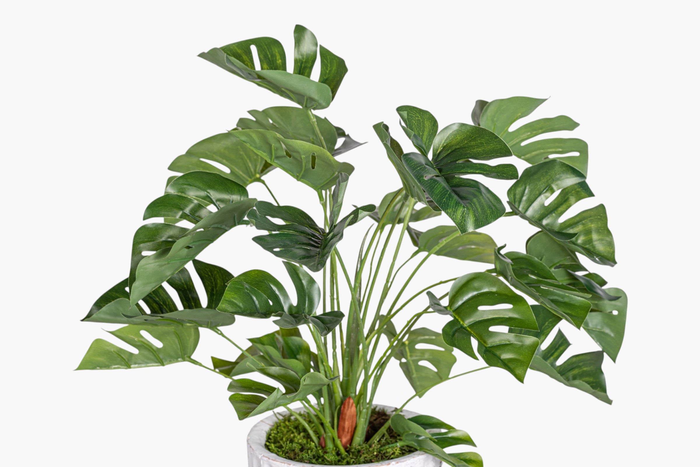 Margo Pot with Philodendron Arrangement AR2020