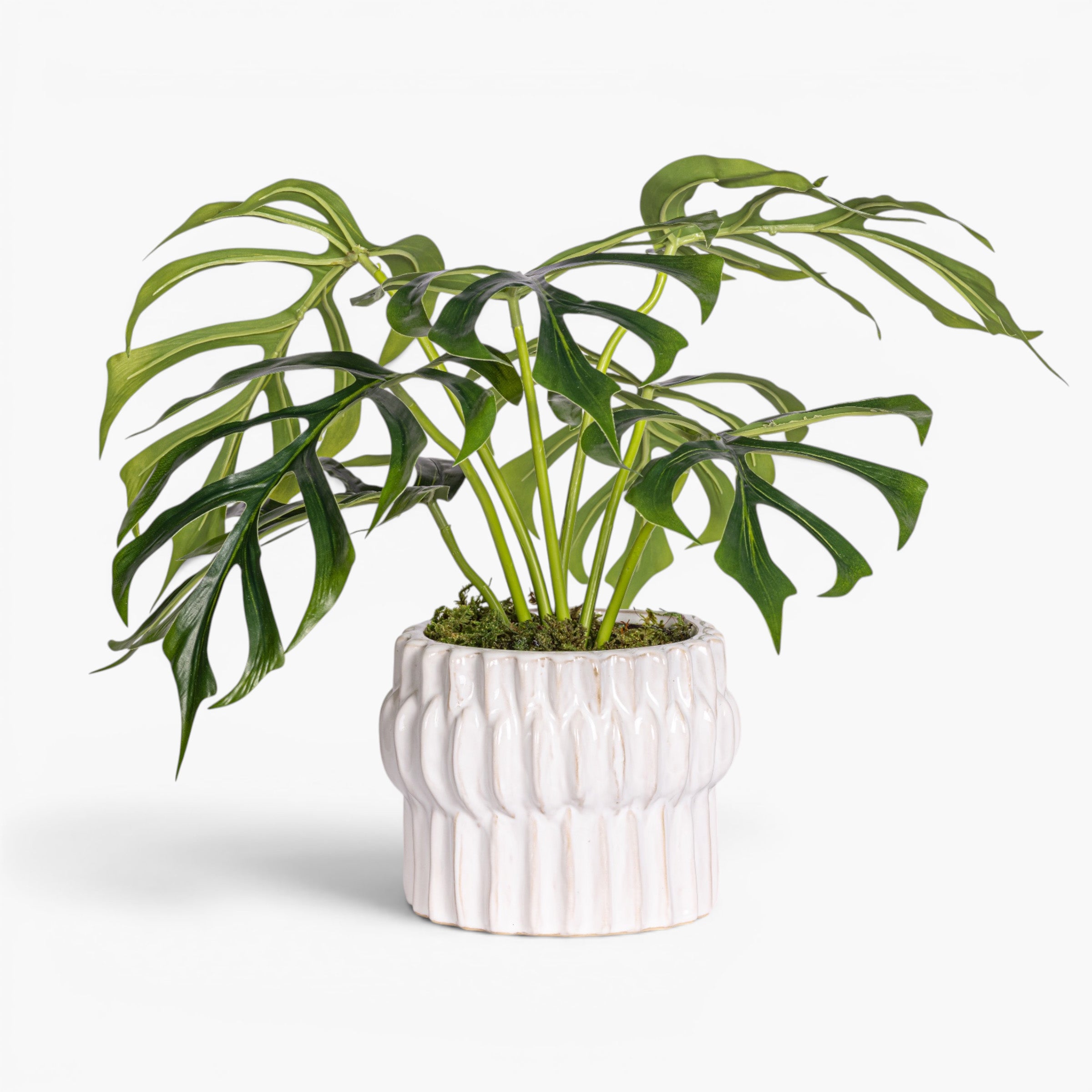 Beeker Pot with Monstera Arrangement AR2028