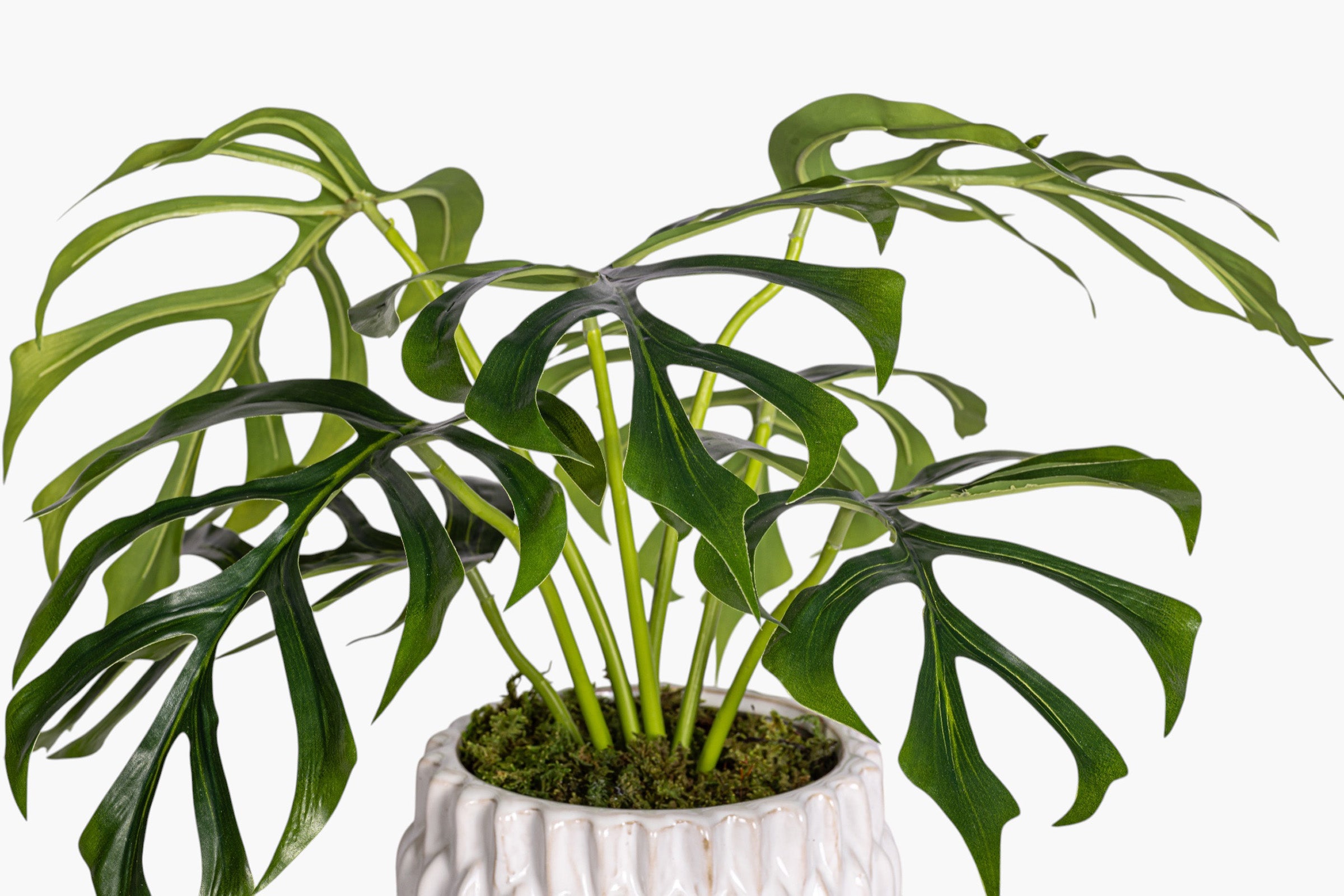 Beeker Pot with Monstera Arrangement AR2028