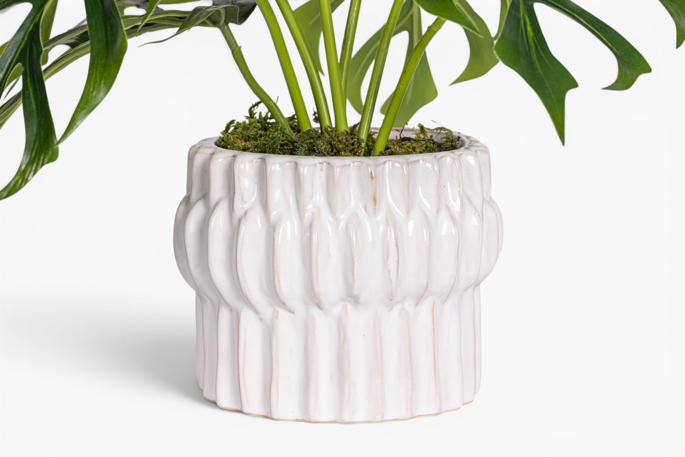 Beeker Pot with Monstera Arrangement AR2028
