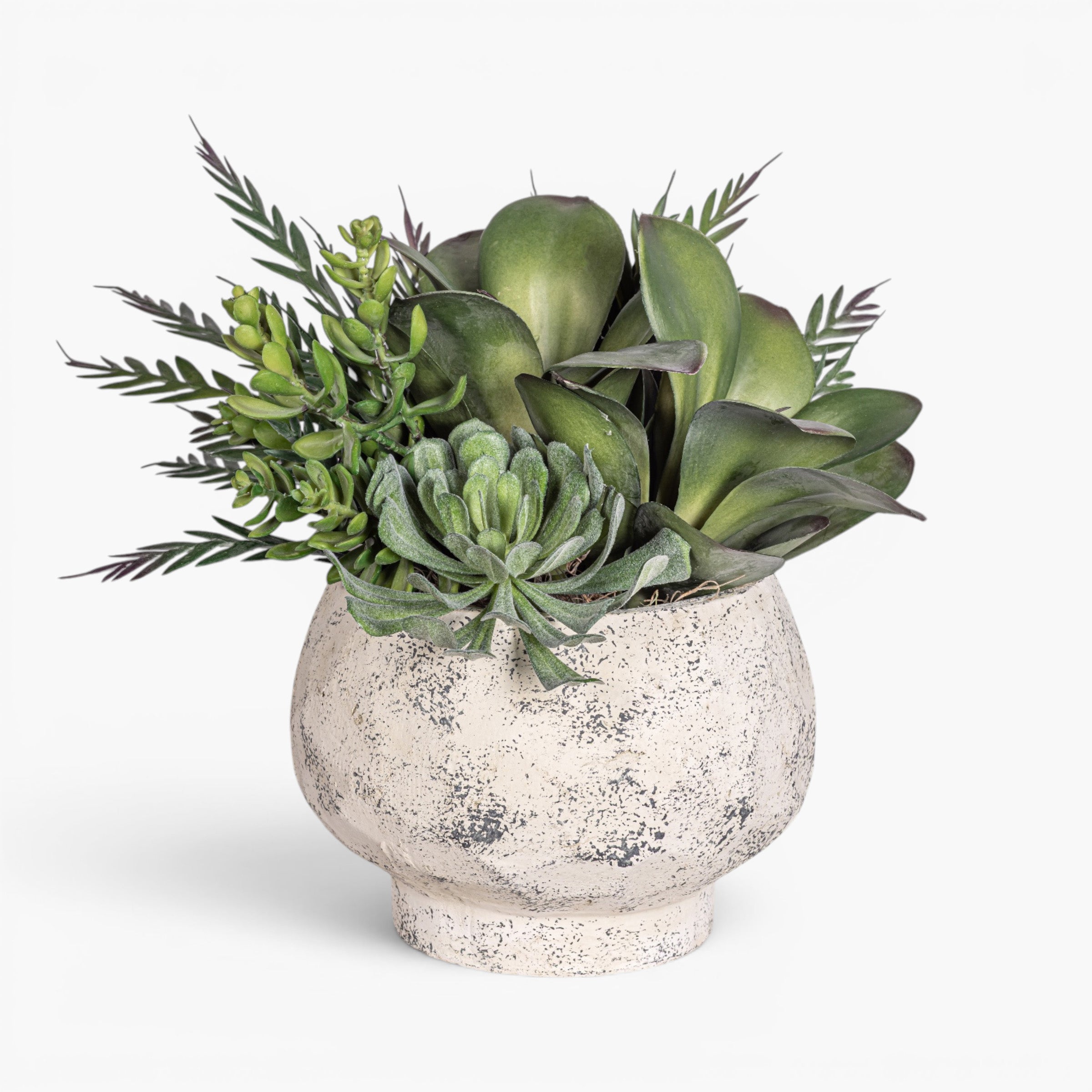 Judy Compote with Mixed Succulent Arrangement AR2030