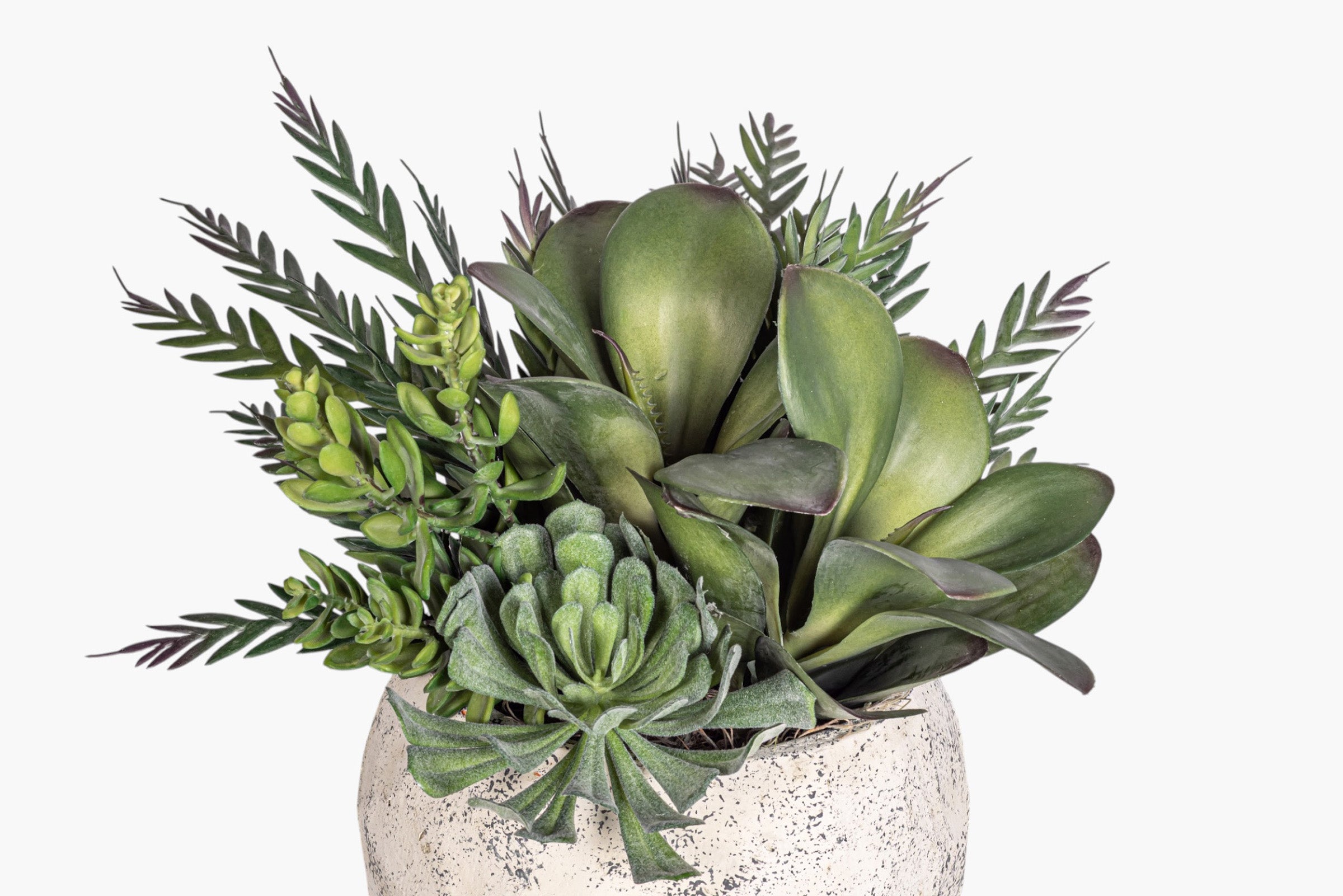 Judy Compote with Mixed Succulent Arrangement AR2030