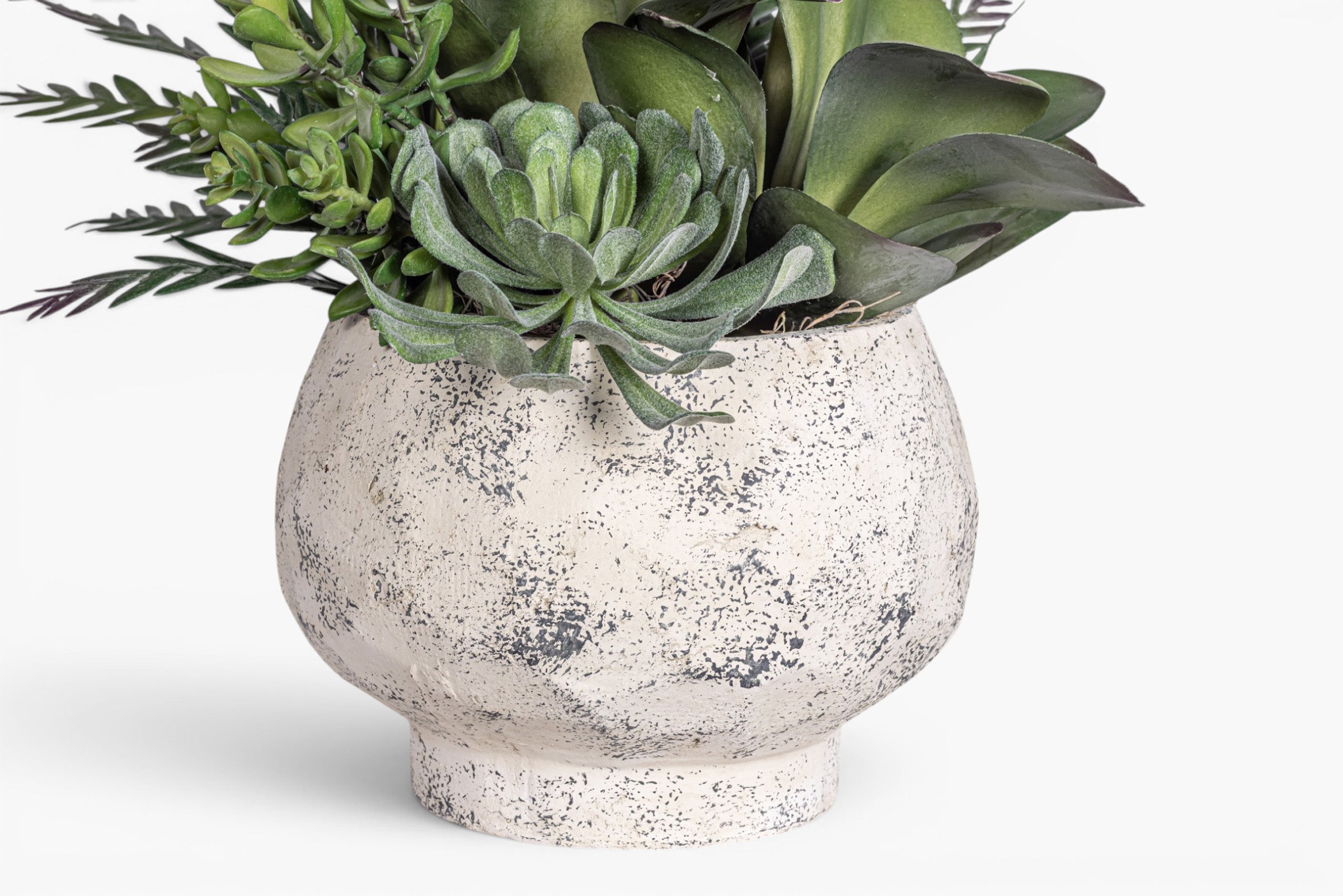 Judy Compote with Mixed Succulent Arrangement AR2030