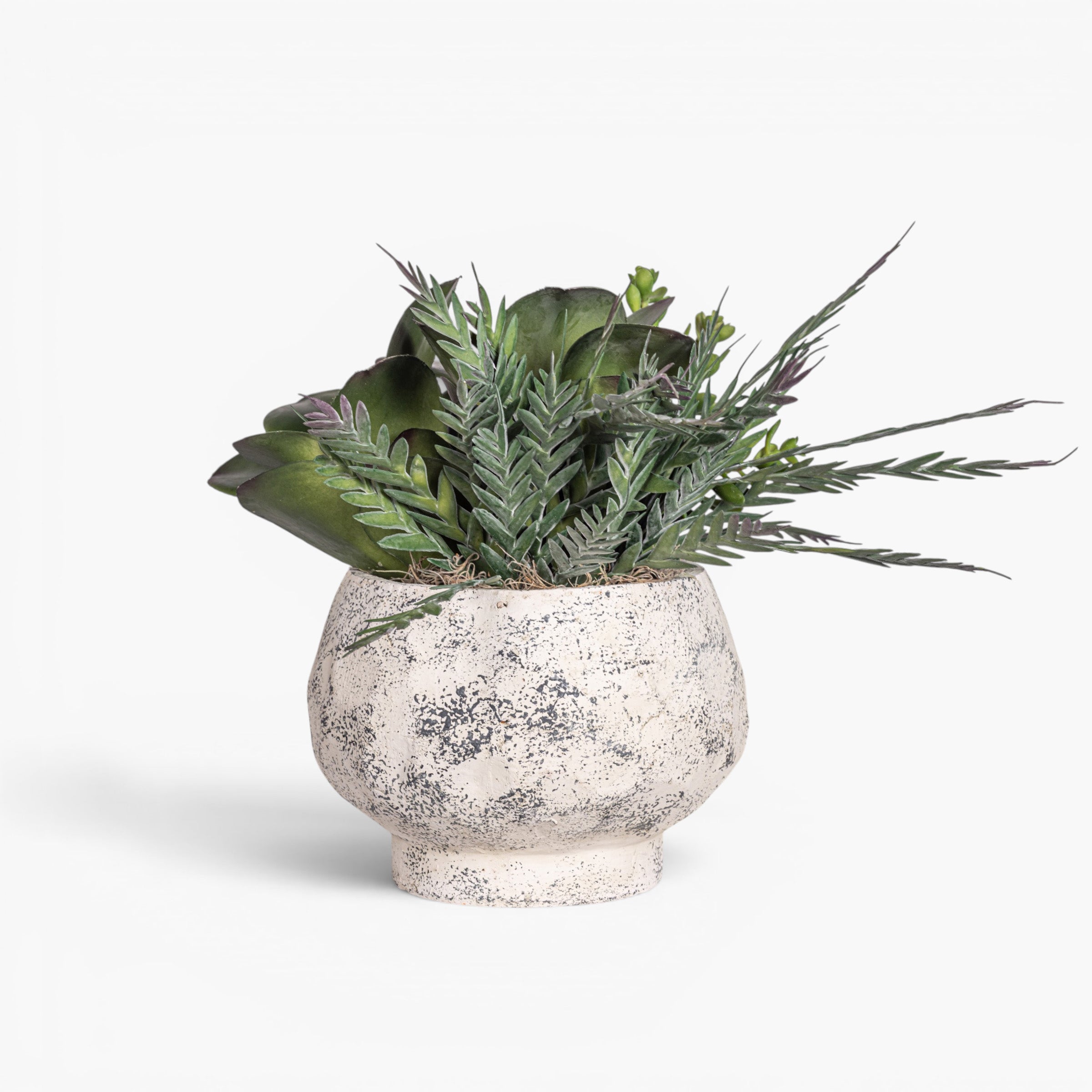 Judy Compote with Mixed Succulent Arrangement AR2030