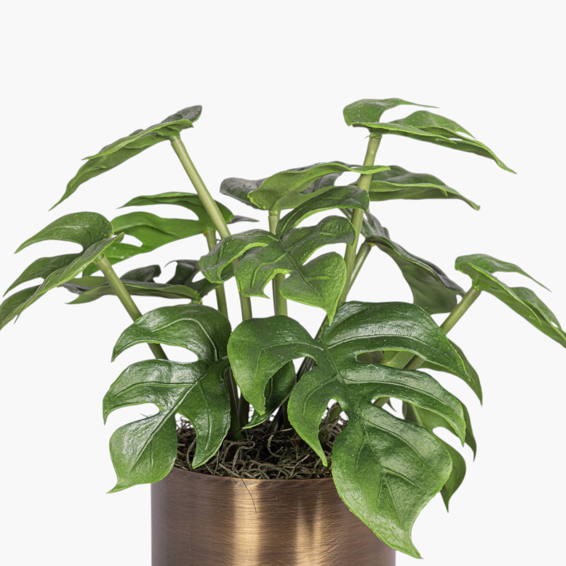 Taryn Planter with Monstera Arrangement AR2039