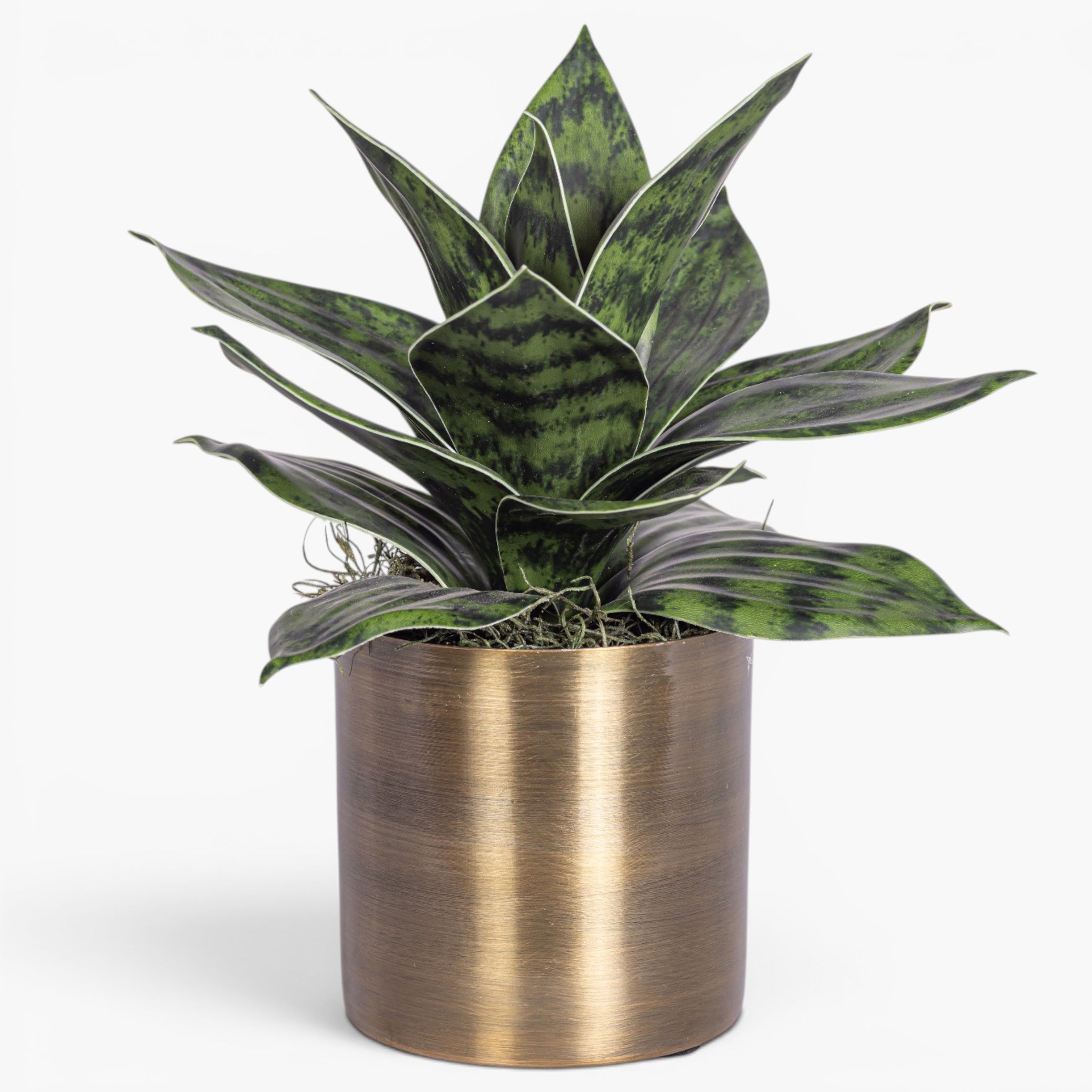 Taryn Planter with Snake Flower Arrangement AR2040