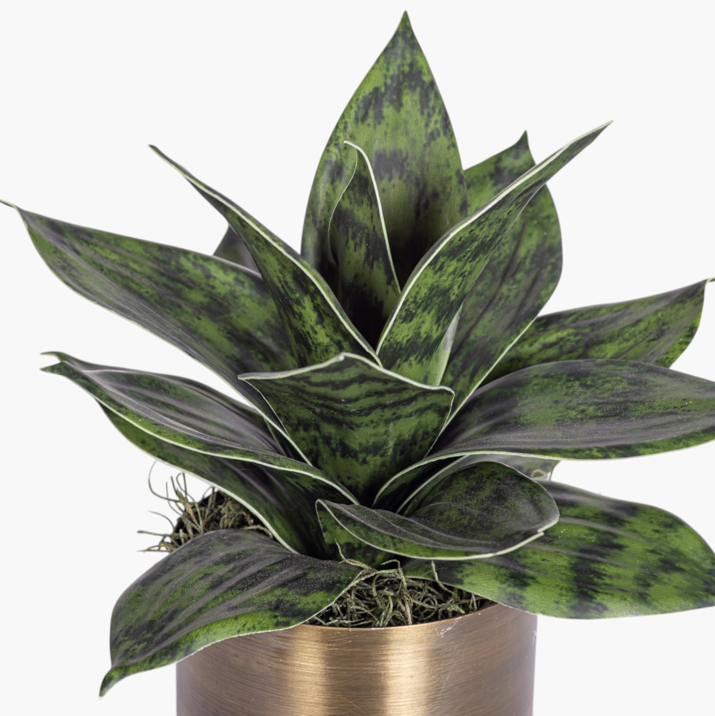 Taryn Planter with Snake Flower Arrangement AR2040