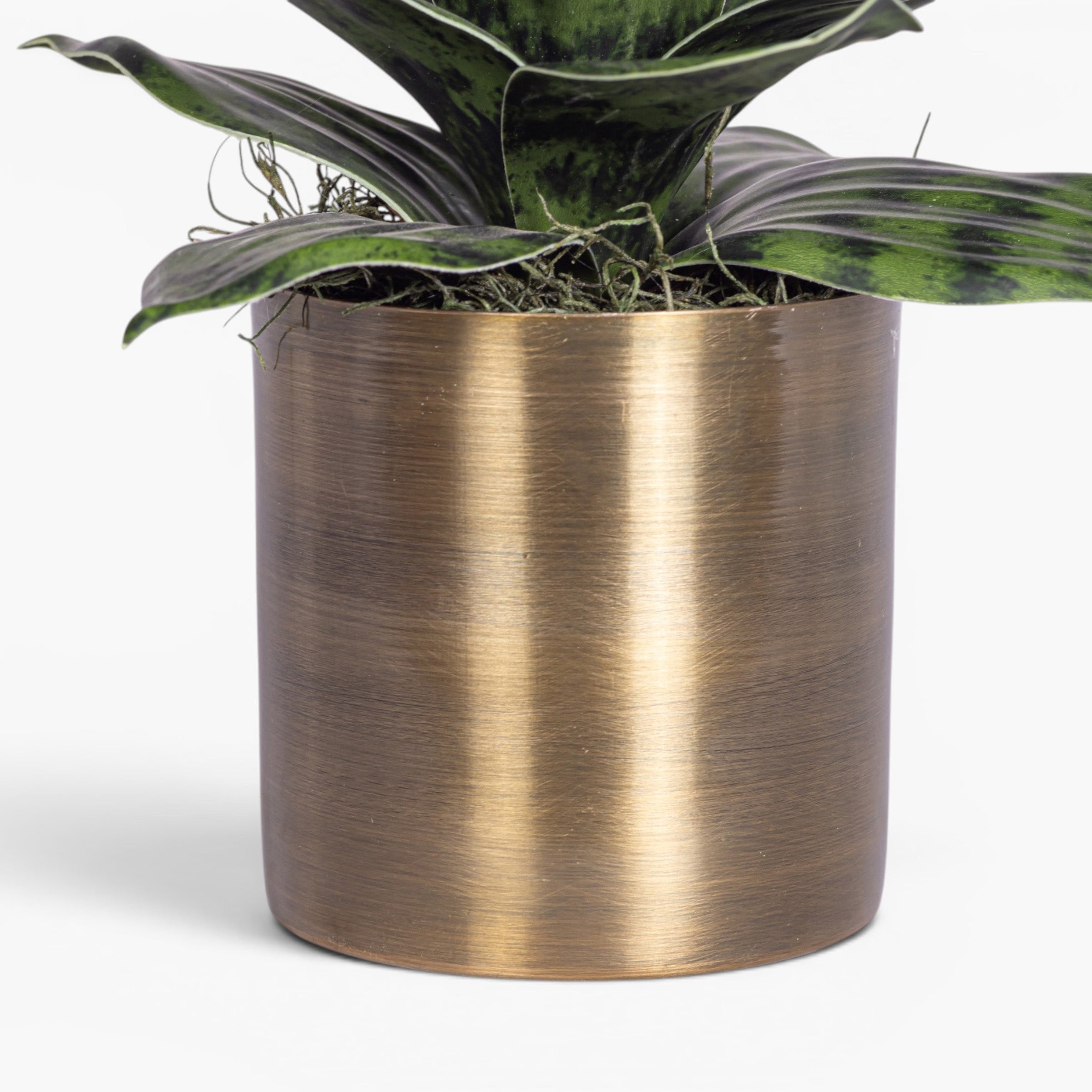 Taryn Planter with Snake Flower Arrangement AR2040