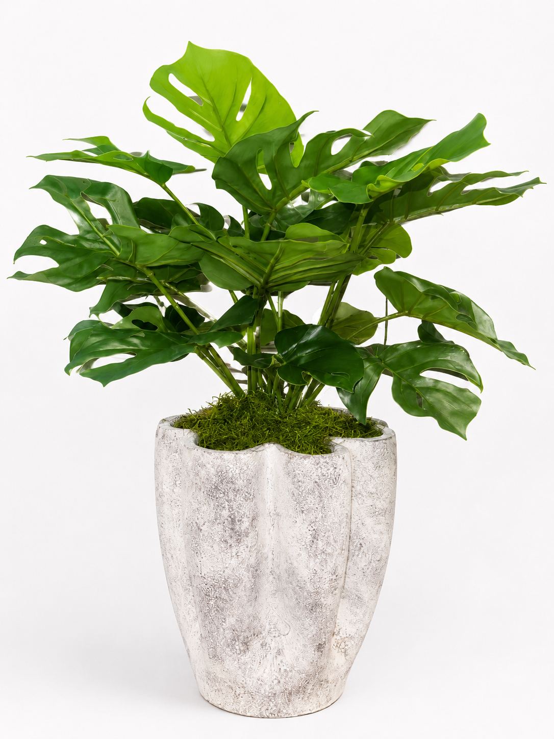 Clover Planter with Monstera Arrangement AR2050