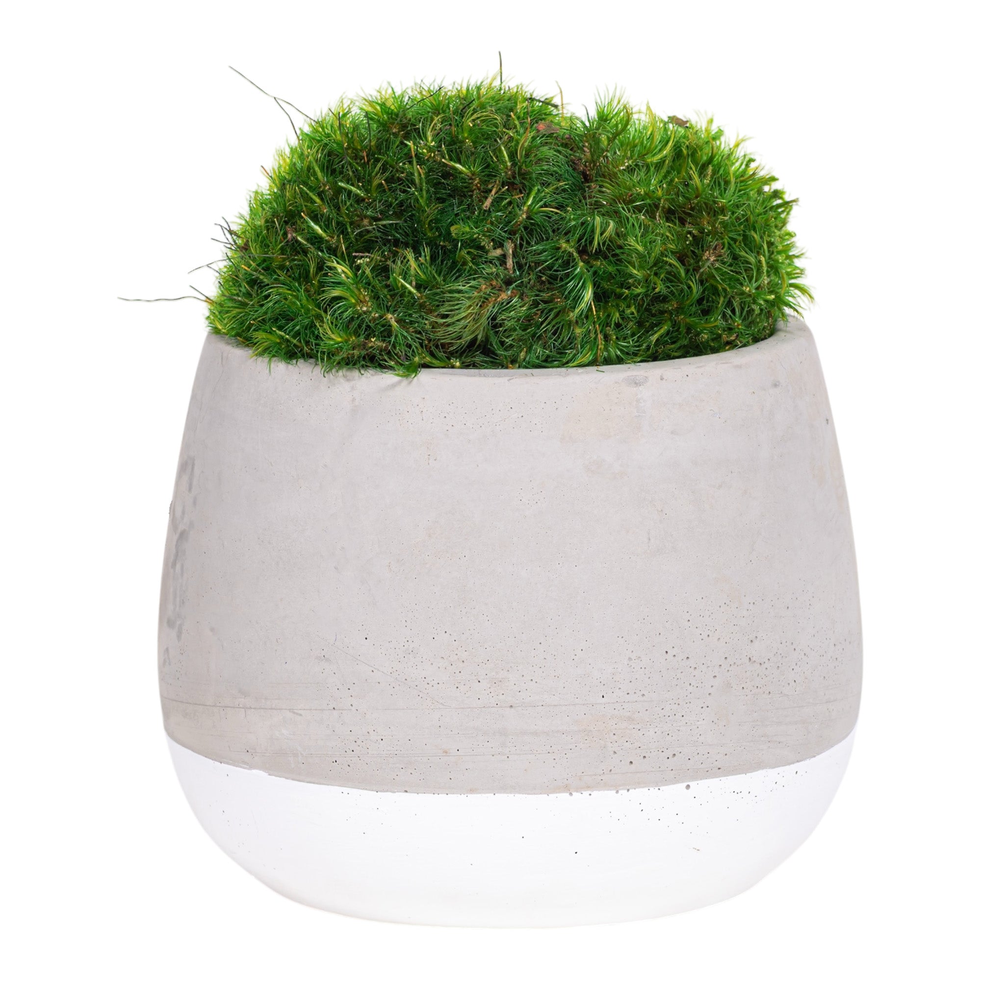 4" Ellie Pot with Mood Moss AR1163