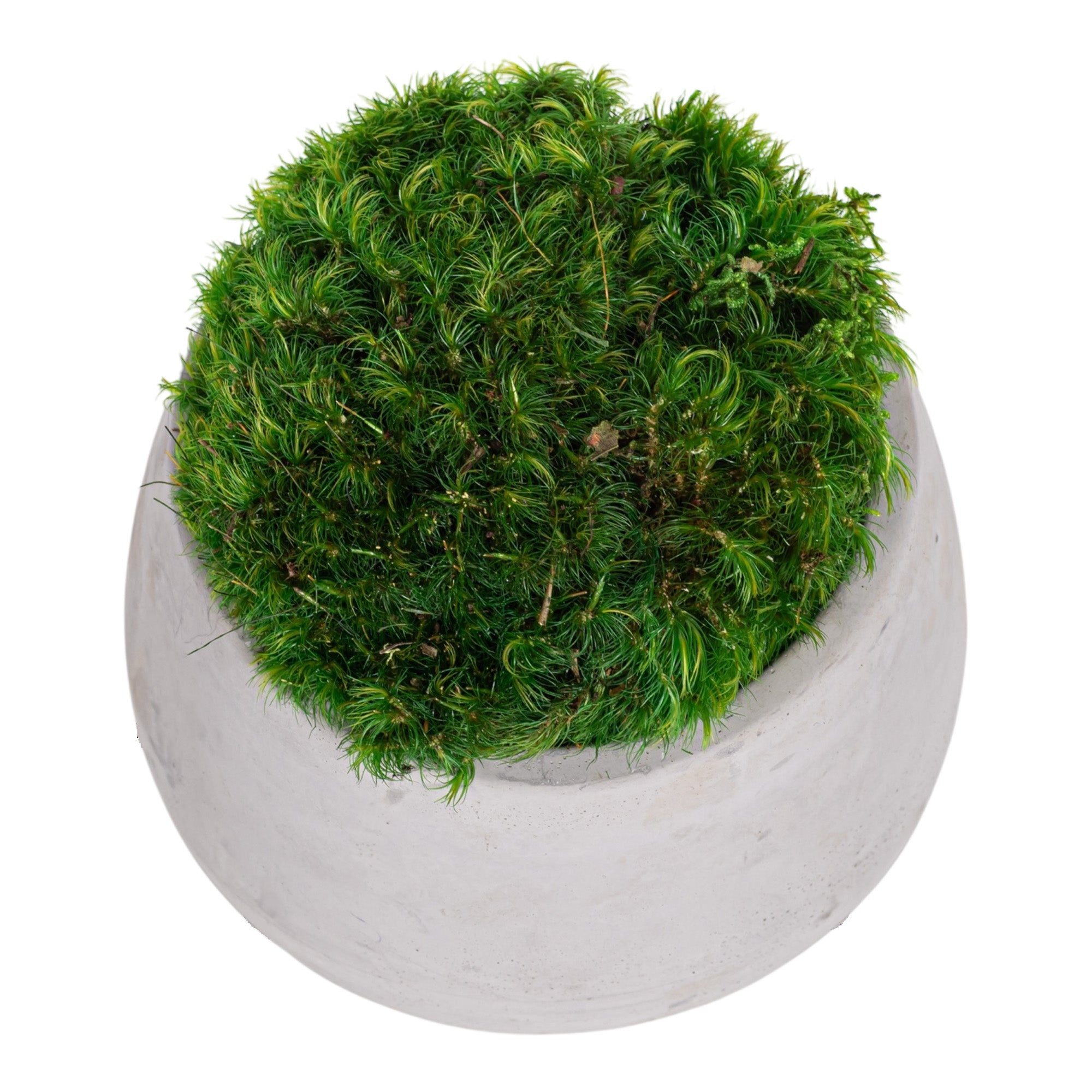 4" Ellie Pot with Mood Moss AR1163