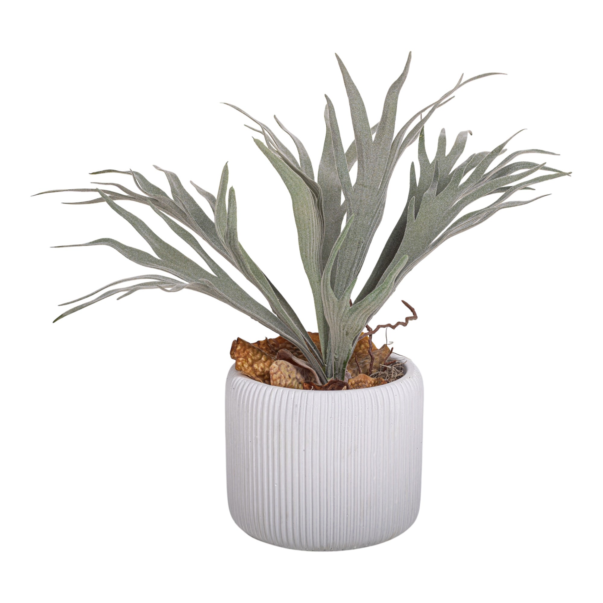 5" Lola Pot with Staghorn Arrangement AR1159
