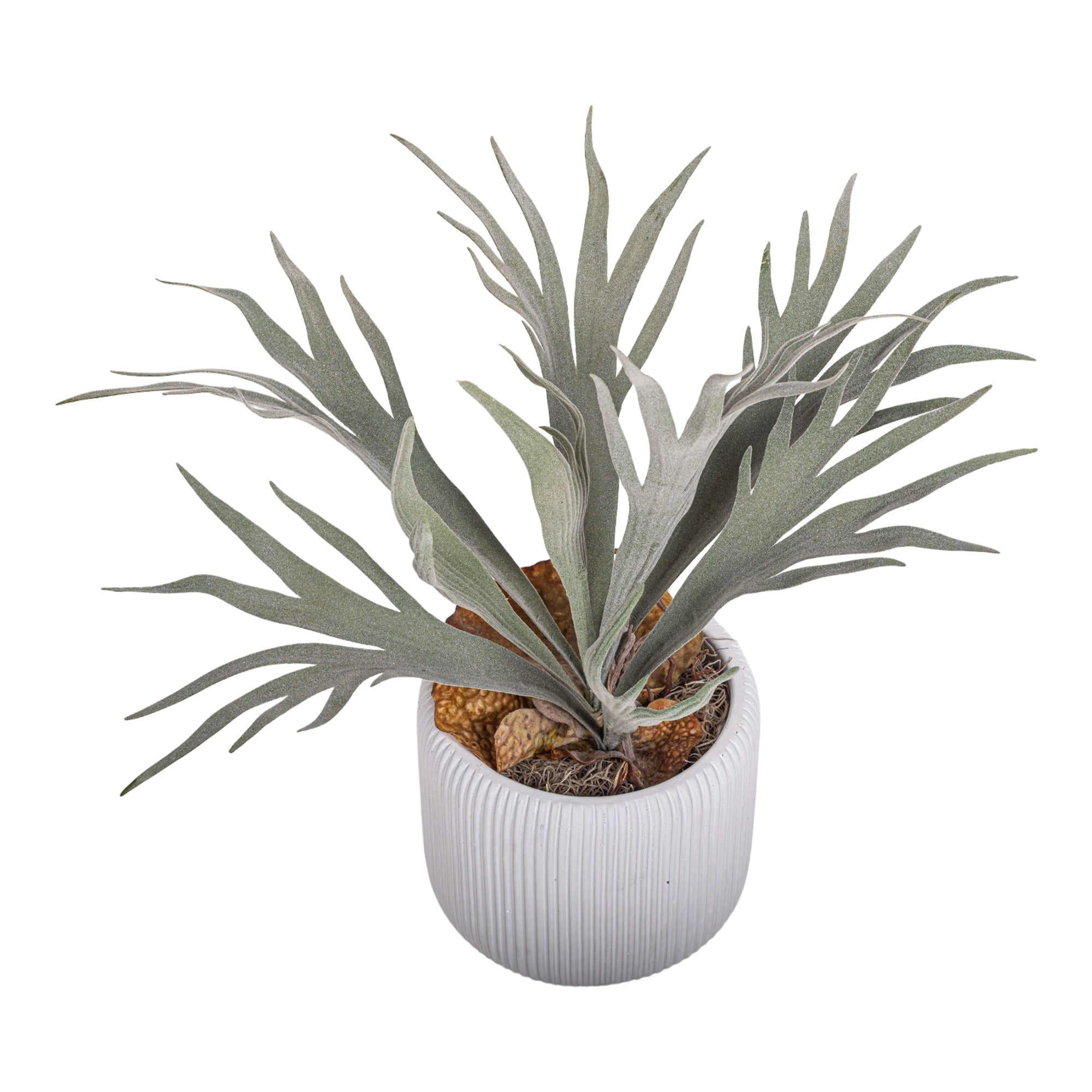 5" Lola Pot with Staghorn Arrangement AR1159