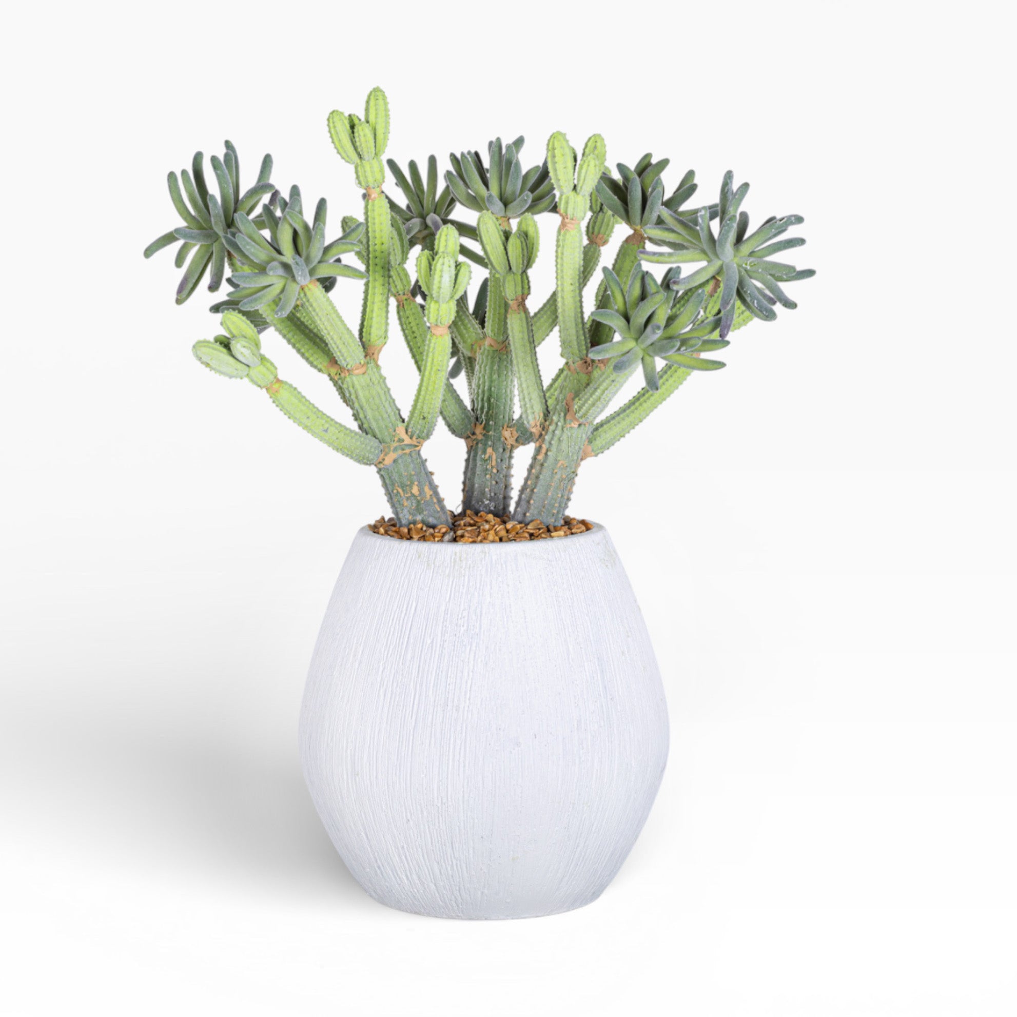 7.5" Ava with Cactus Arrangement AR1509