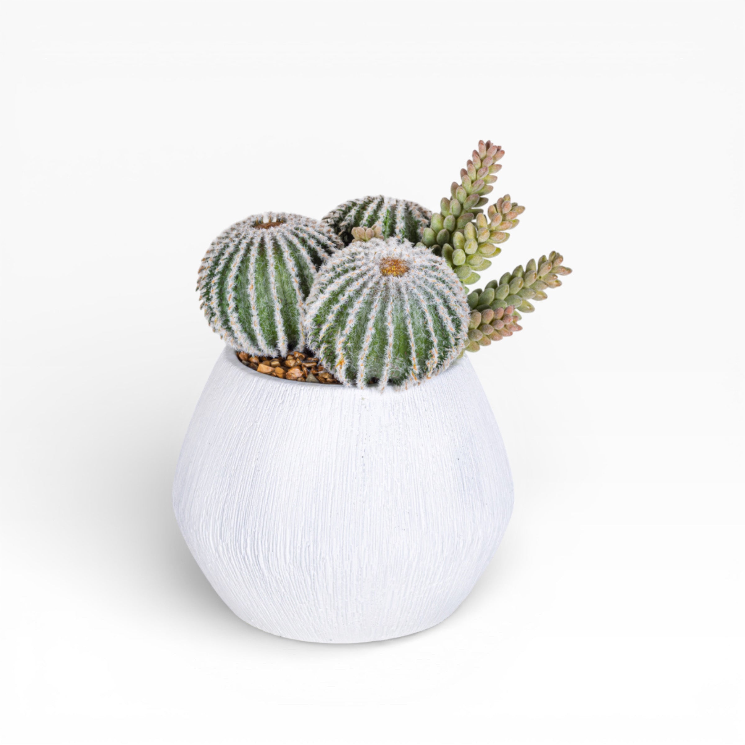 6" Ava Pot with Cactus Arrangement AR1508