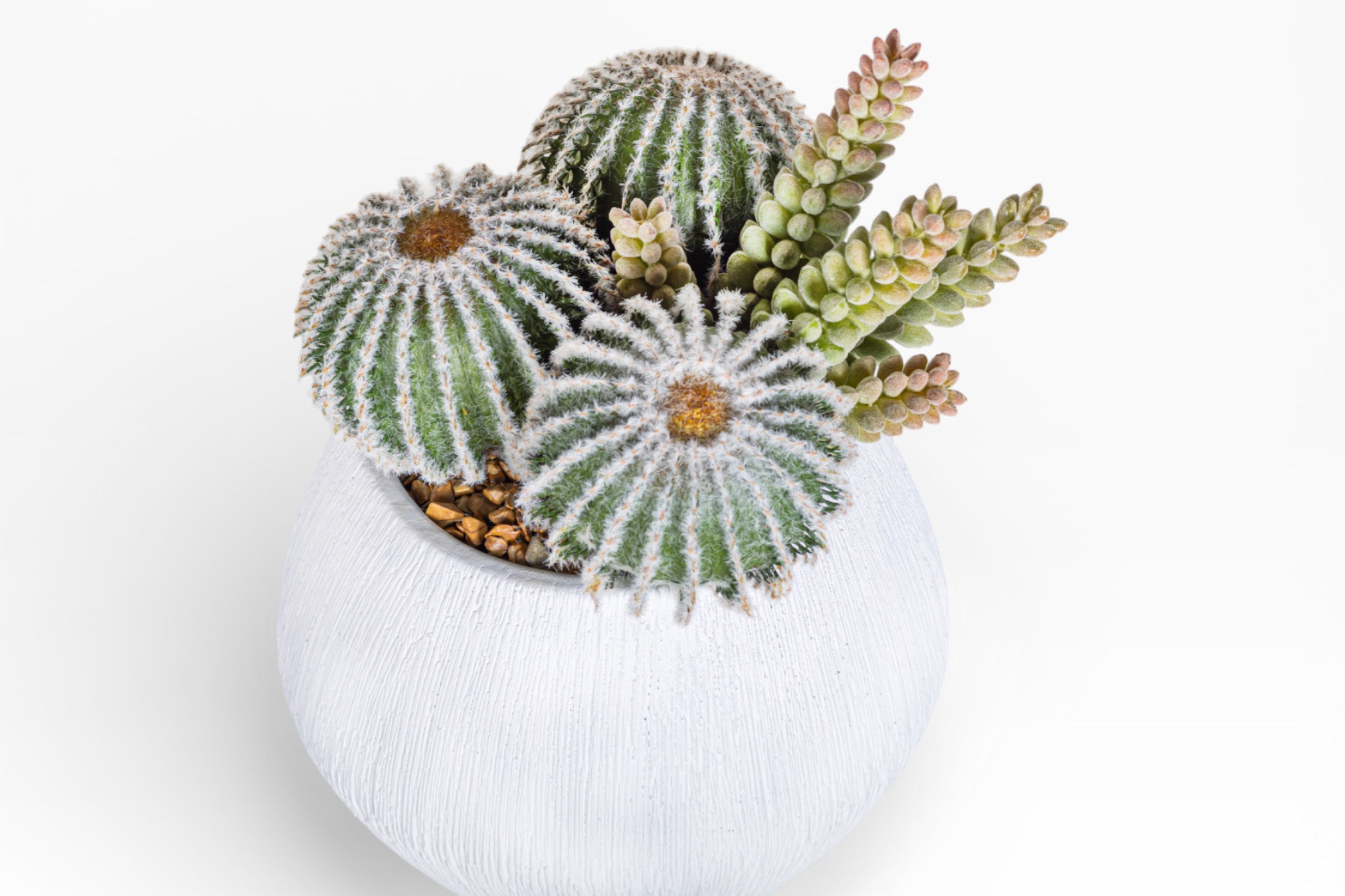 6" Ava Pot with Cactus Arrangement AR1508
