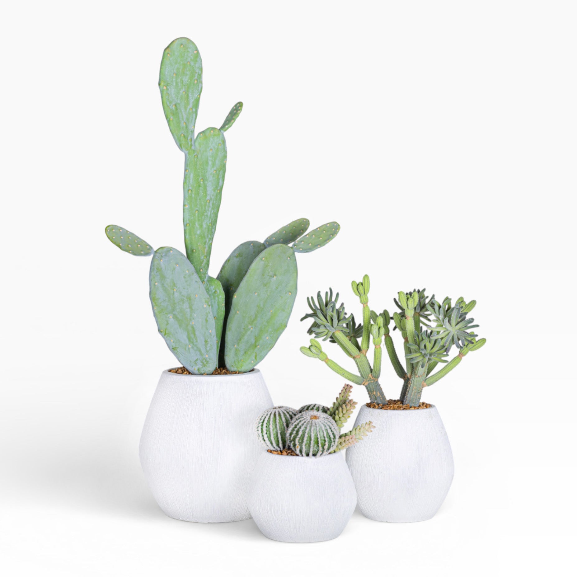 6" Ava Pot with Cactus Arrangement AR1508