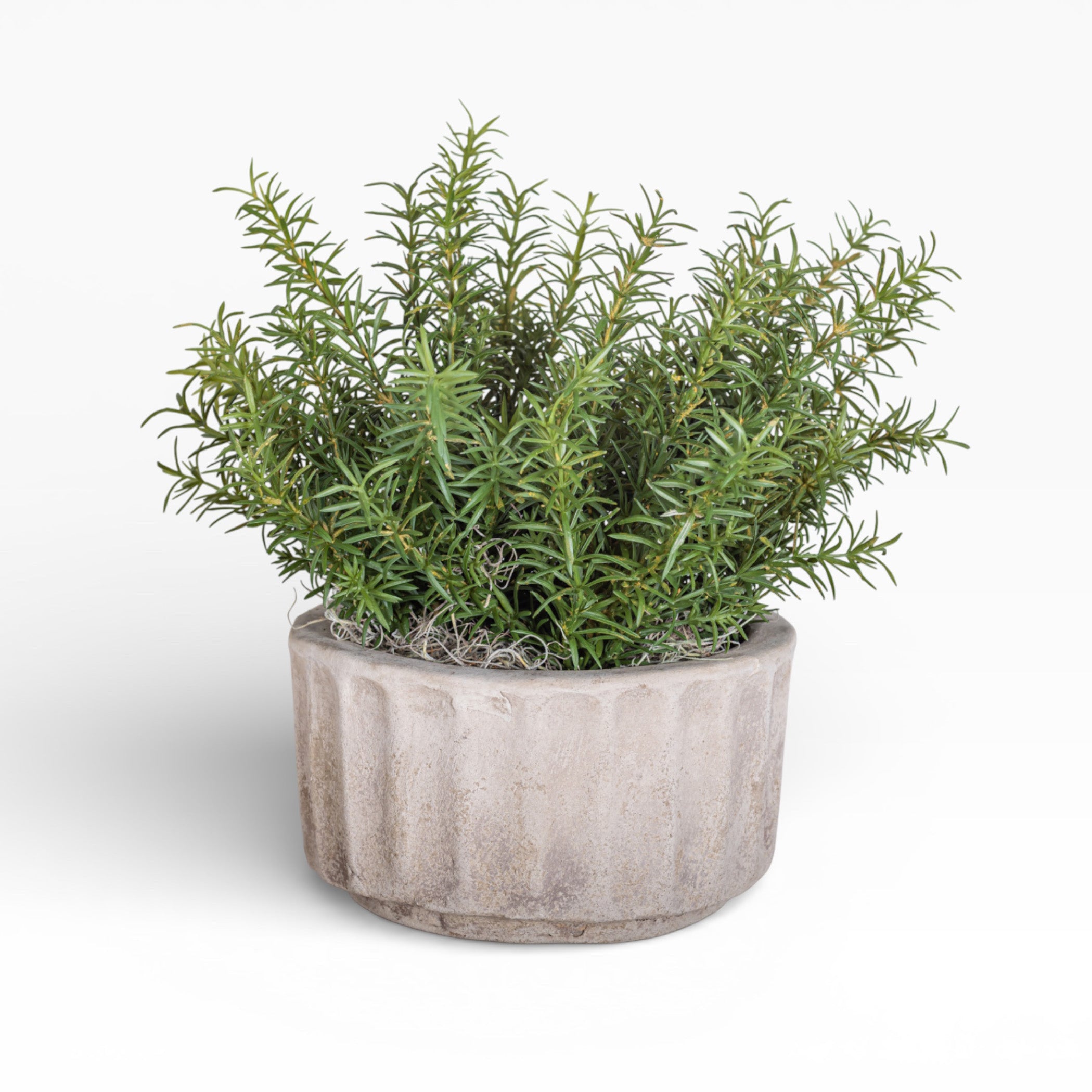 8" Verona with Rosemary Arrangement AR1491