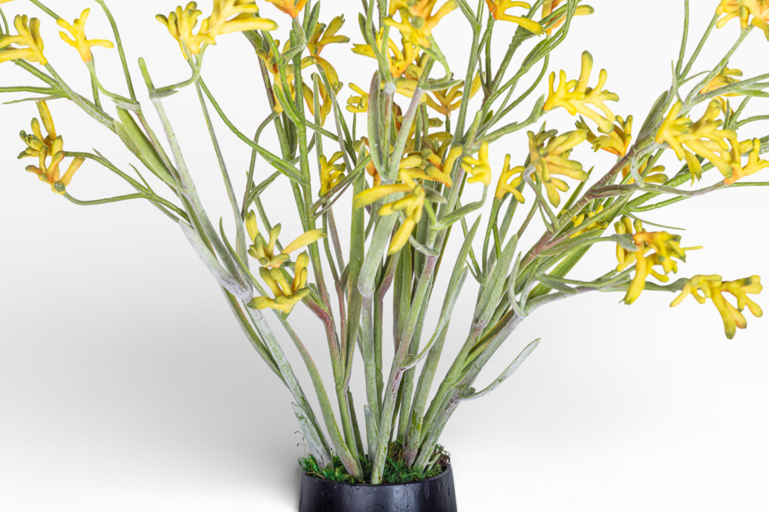 13" Aubrey Vase with Kangaroo Paw Arrangement AR1492