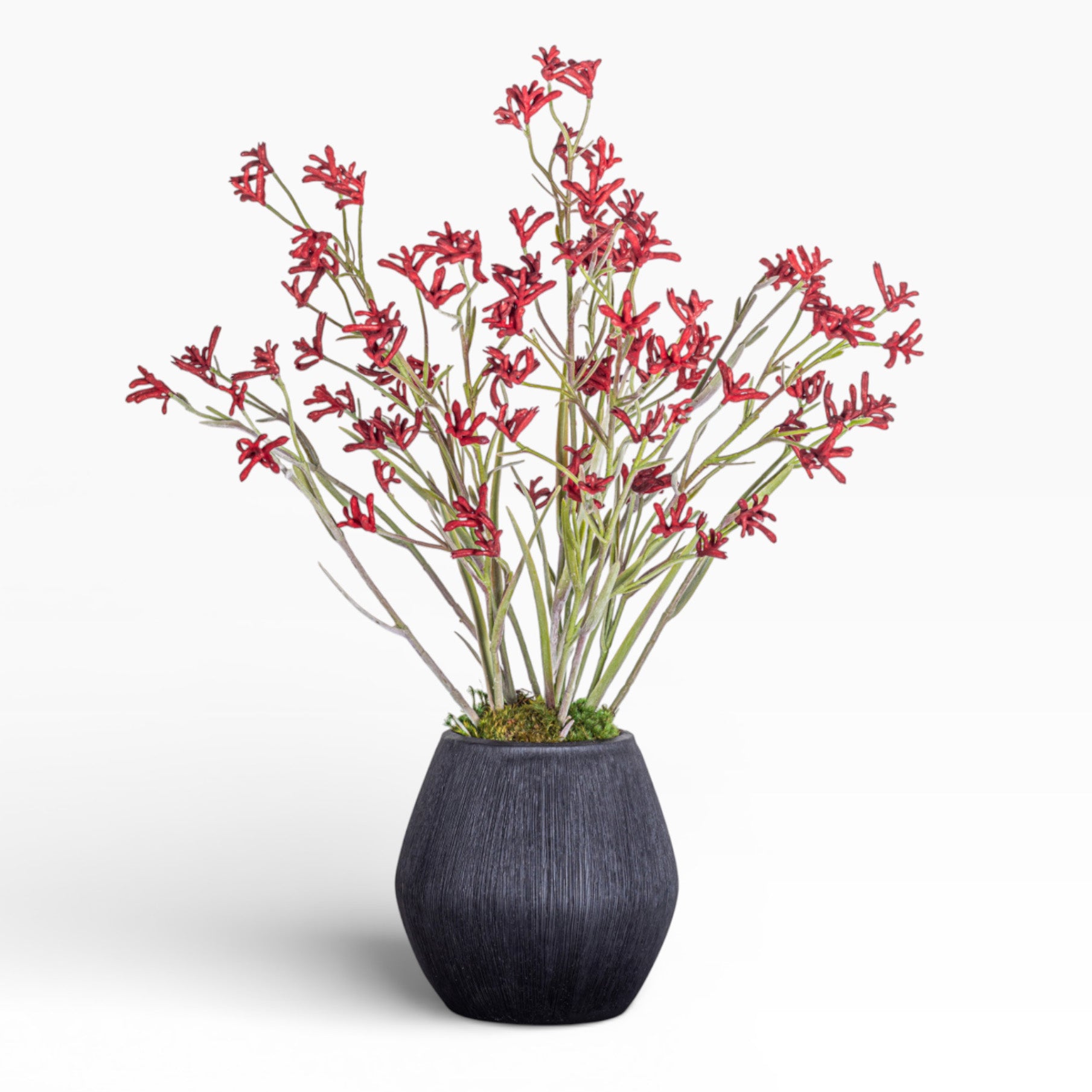 10" Ava Pot with Kangaroo Paw Arrangement AR1482