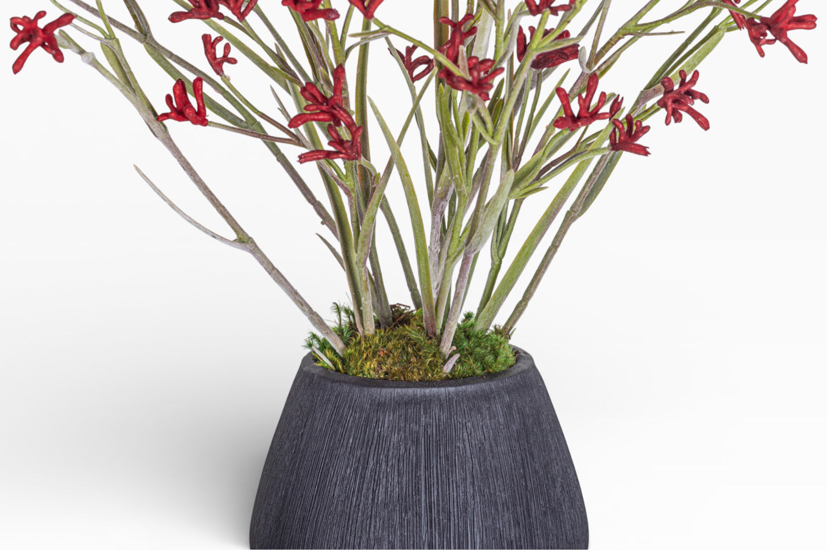 10" Ava Pot with Kangaroo Paw Arrangement AR1482