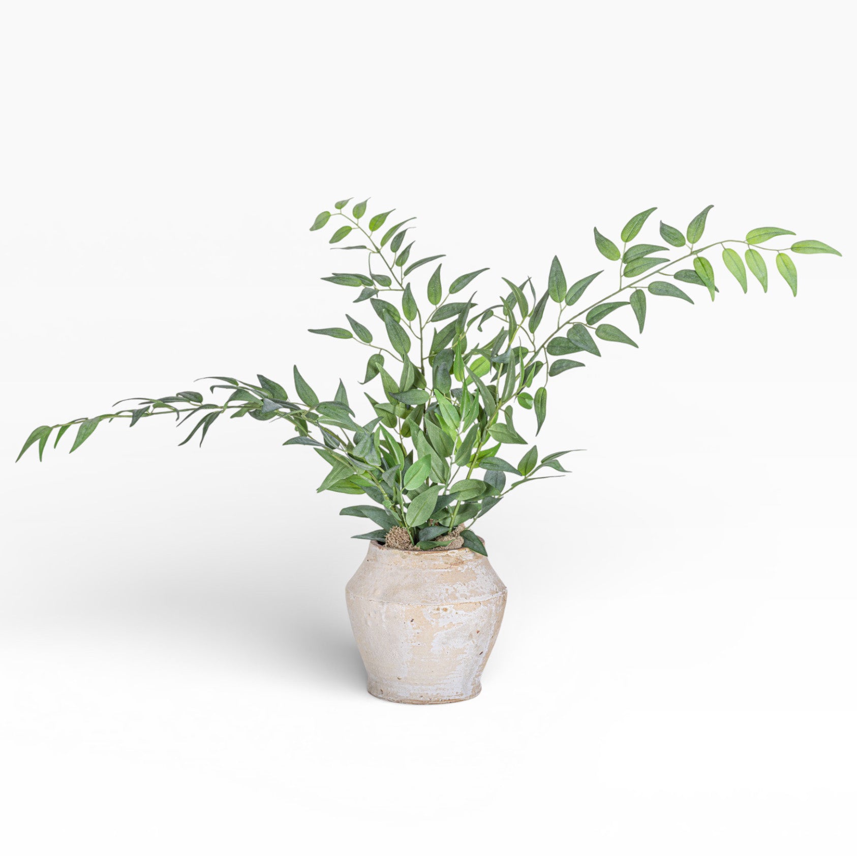 Mila Pot with Ruscus Arrangement AR1471