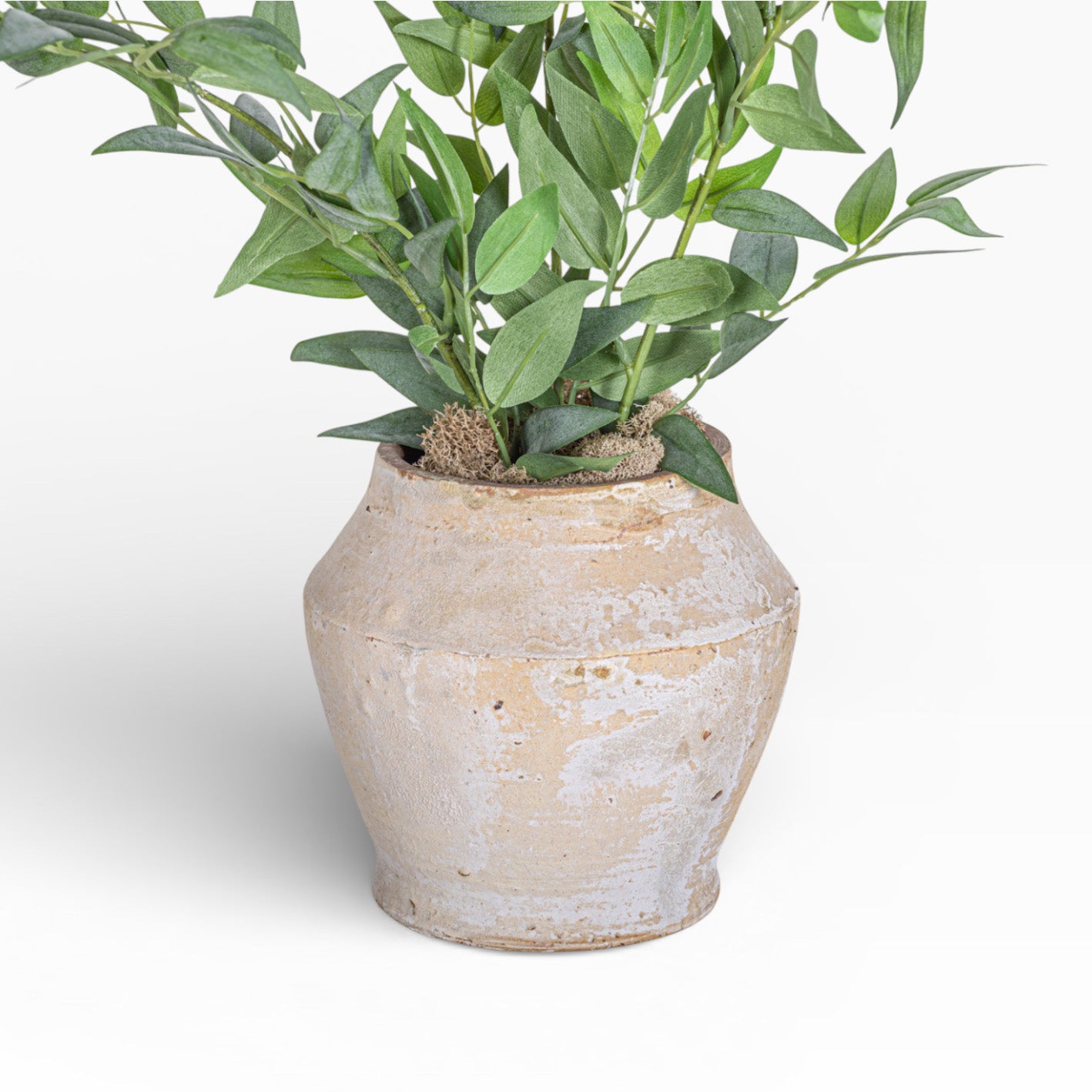 Mila Pot with Ruscus Arrangement AR1471