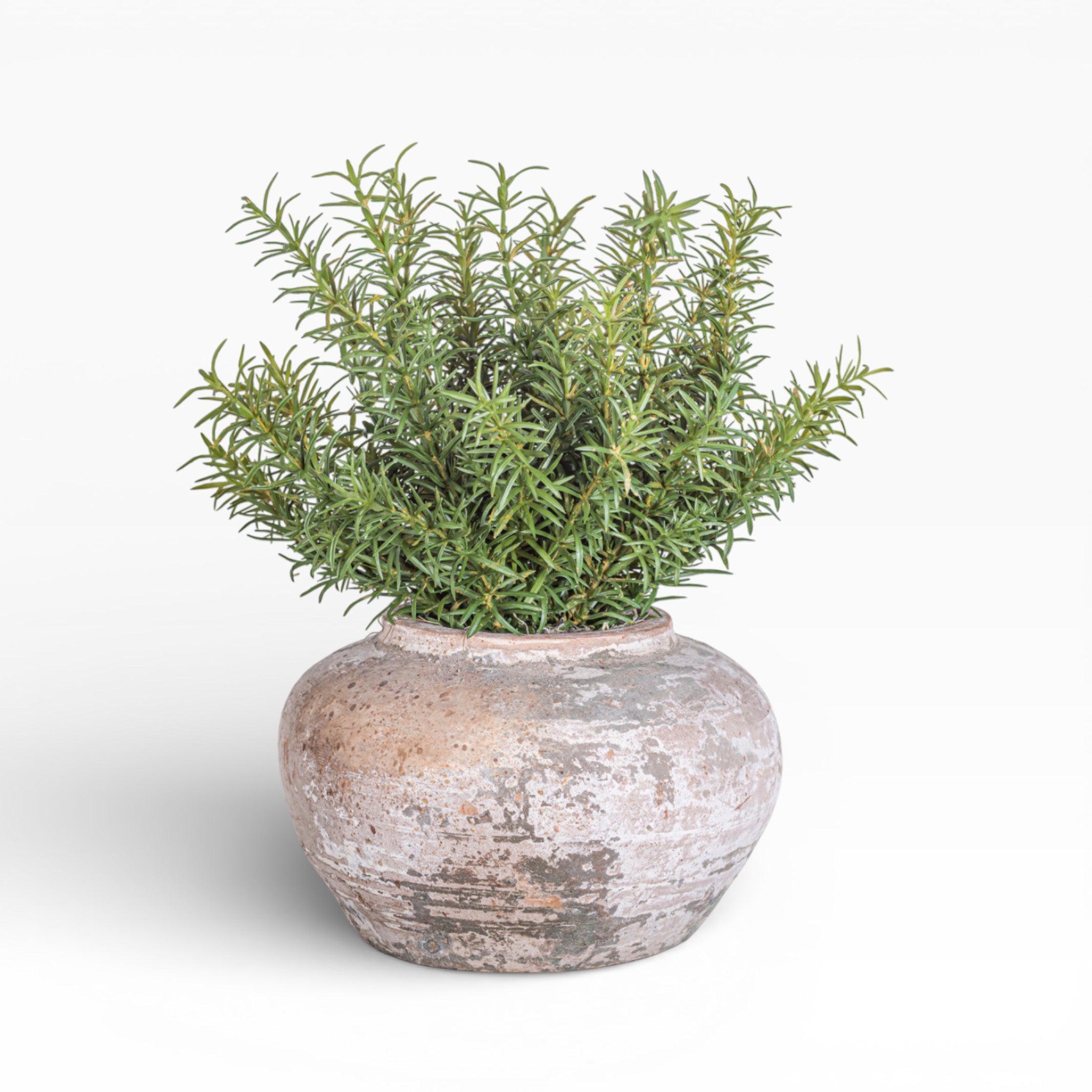 Esther Pot with Rosemary Arrangement AR1468