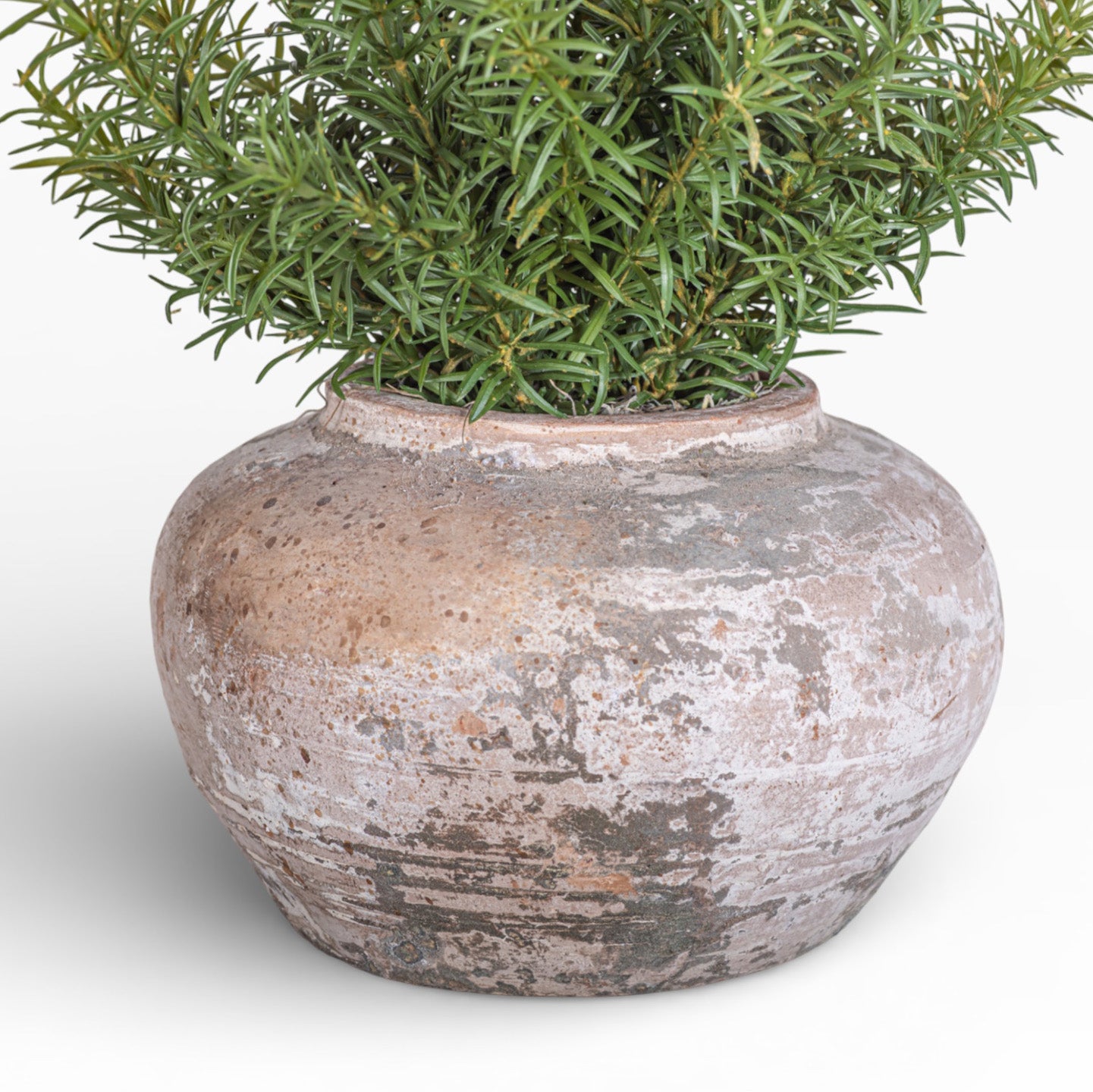 Esther Pot with Rosemary Arrangement AR1468