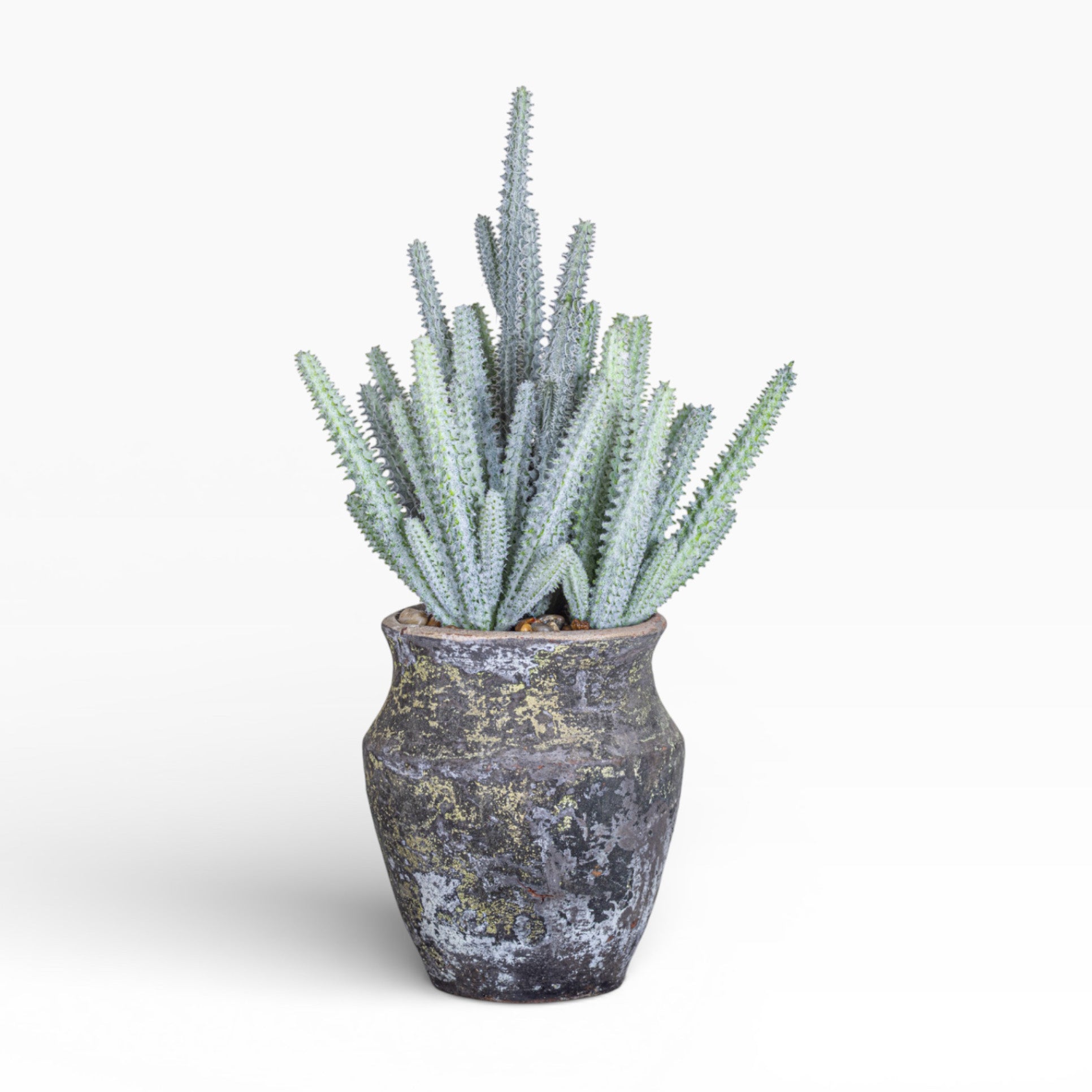 6" Titan Pot with Cactus Arrangement AR1467