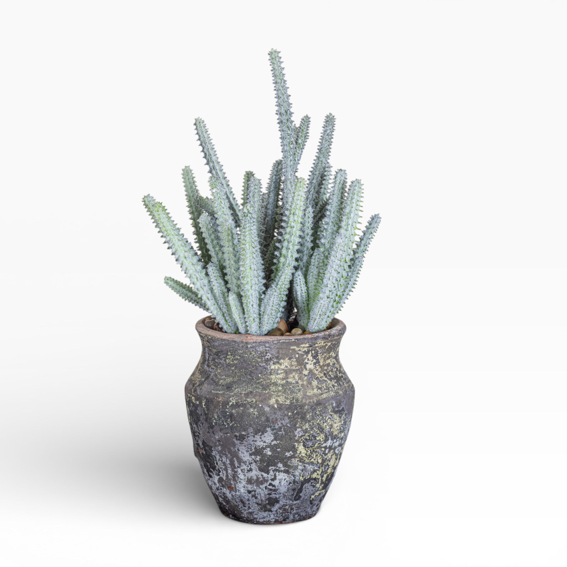 6" Titan Pot with Cactus Arrangement AR1467