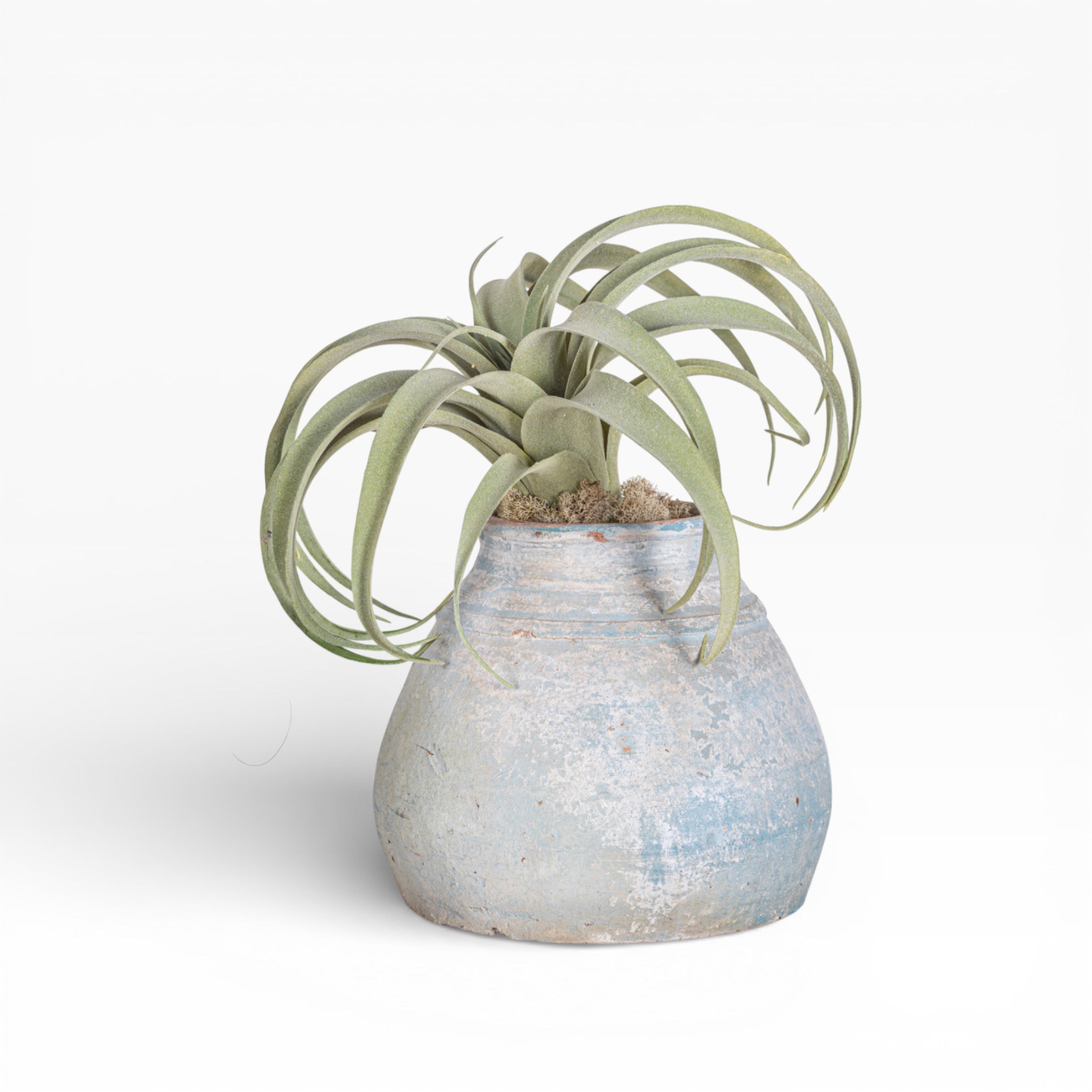 Aster Pot with Airplant Arrangement AR1455