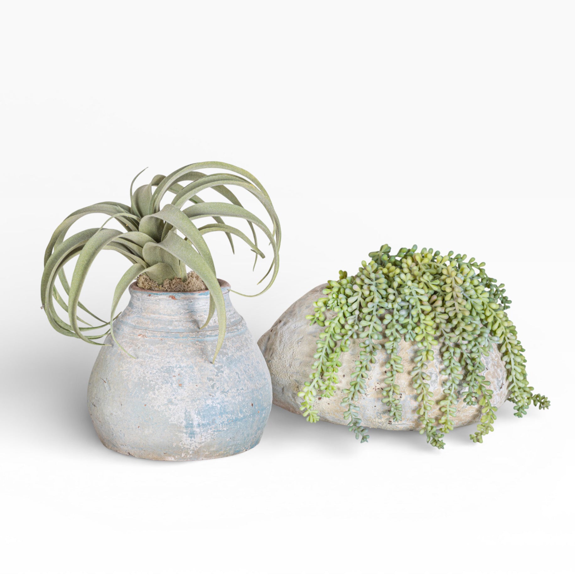 Aster Pot with Airplant Arrangement AR1455