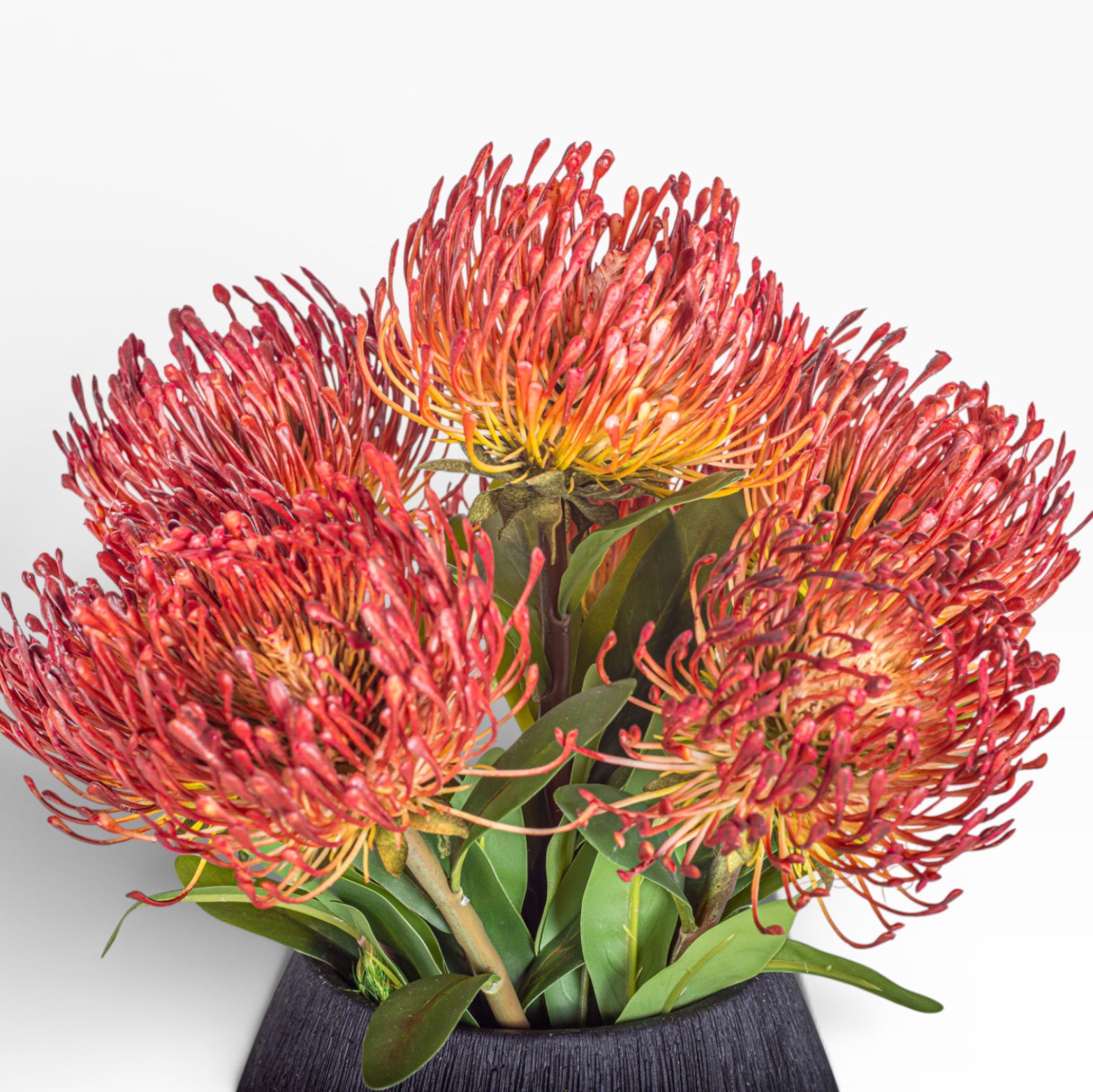 7.5" Ava Pot with Protea Arrangement AR1437