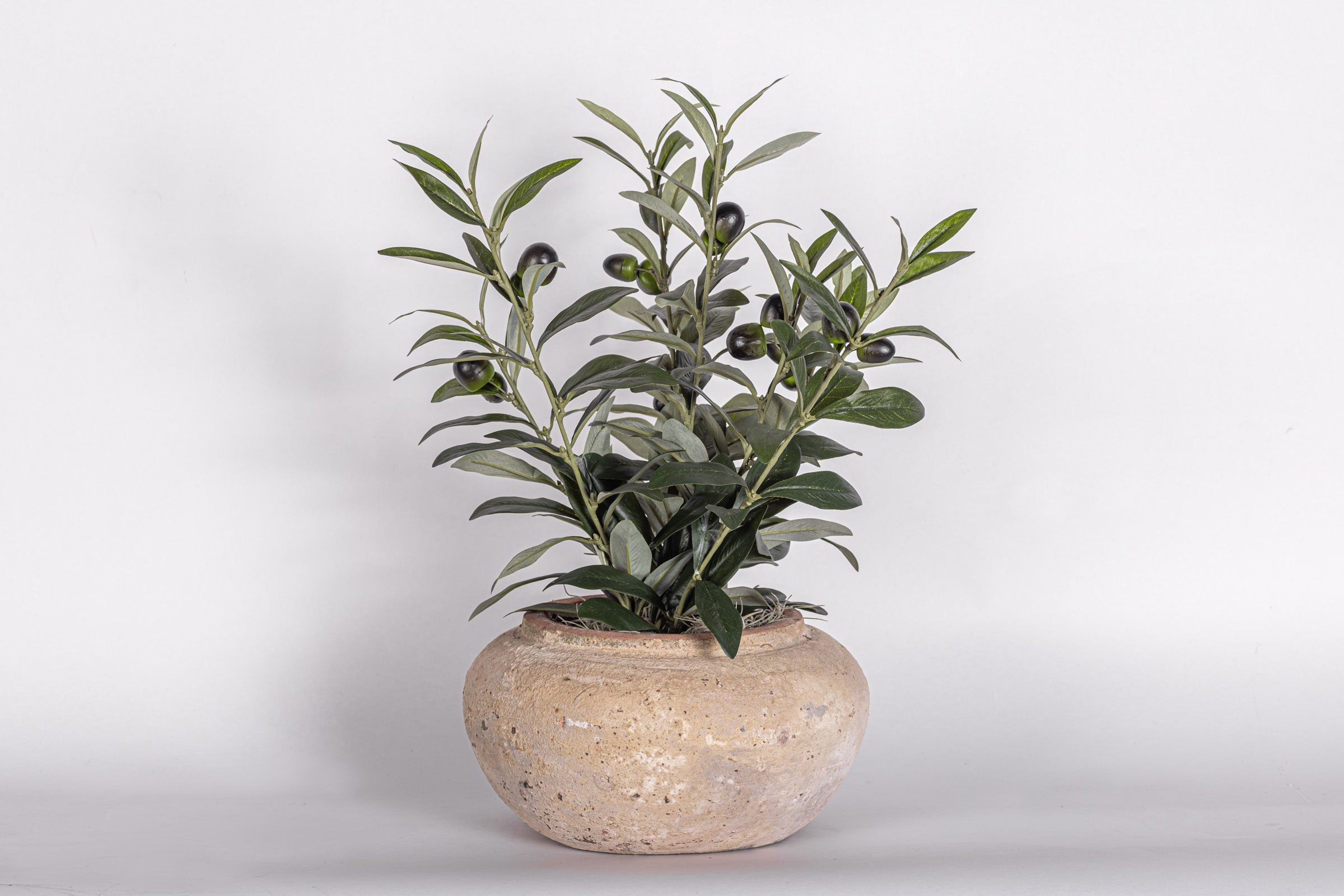 8" Esther Pot with Olive Arrangement
