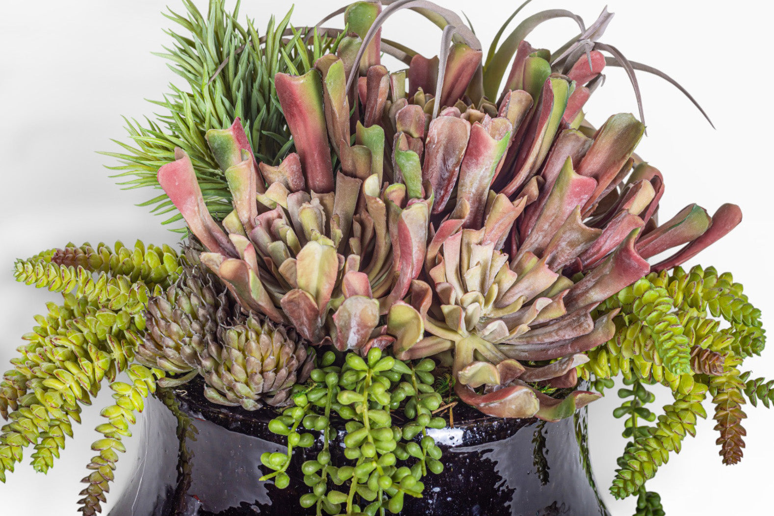 Tulip Planter with Mixed Succulent Arrangement AR1422