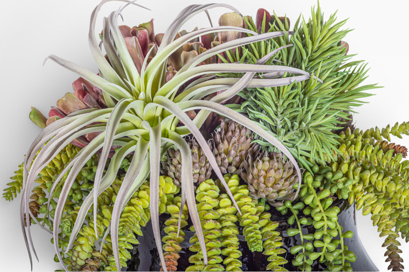 Tulip Planter with Mixed Succulent Arrangement AR1422