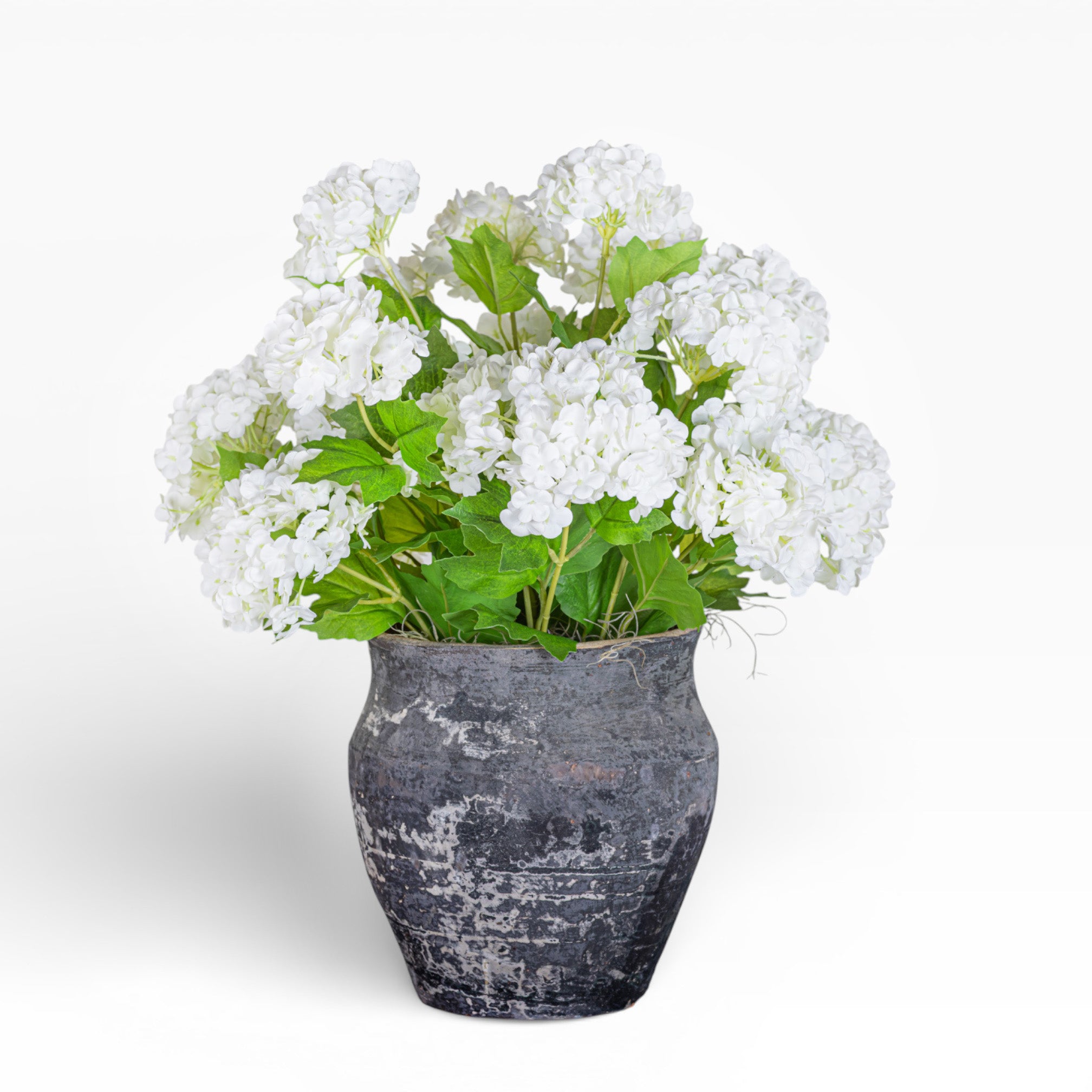 6" Titan Pot with Hydrangea Arrangement AR1421