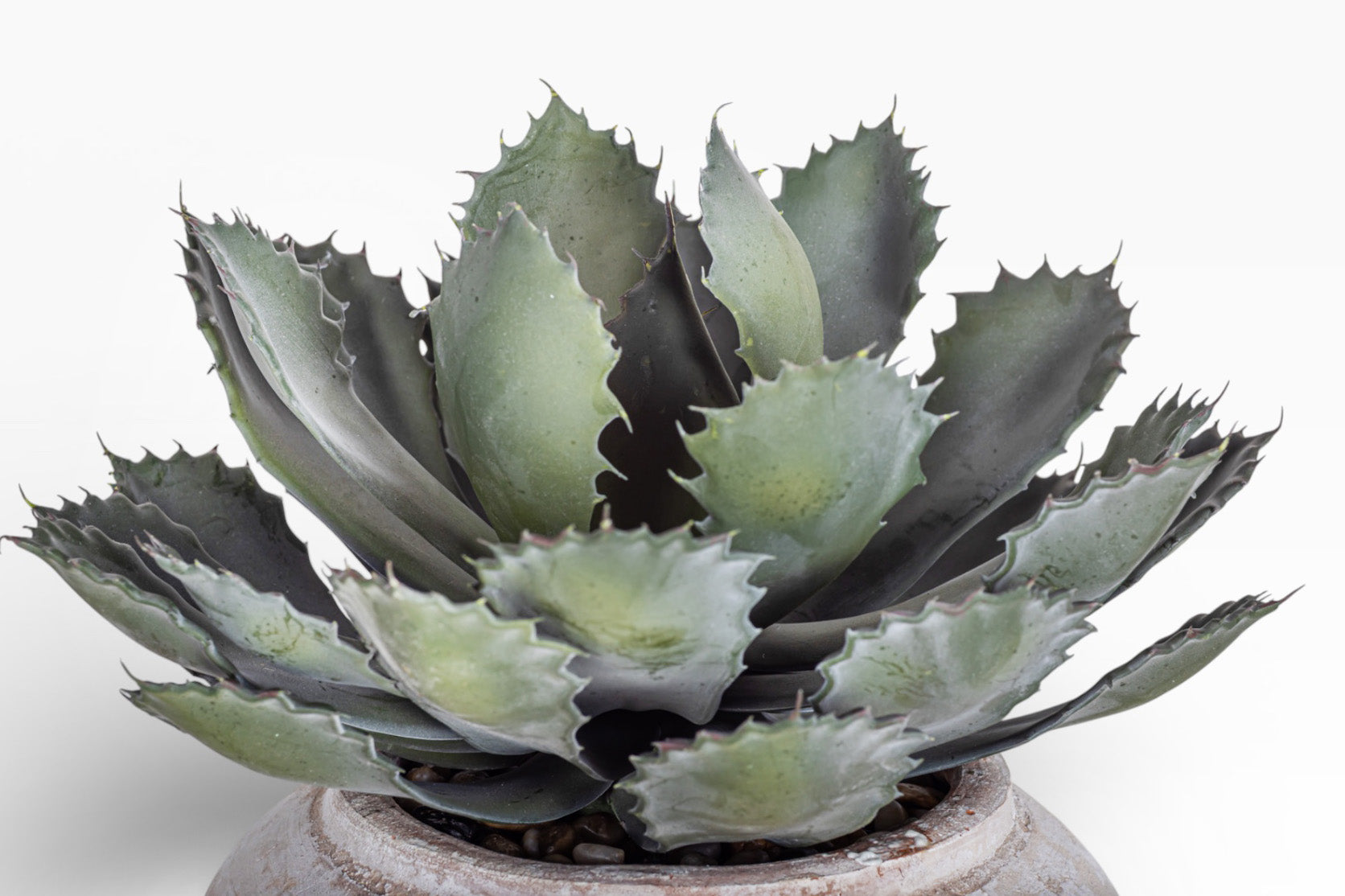 Esther Pot with Succulent Arrangement AR1407