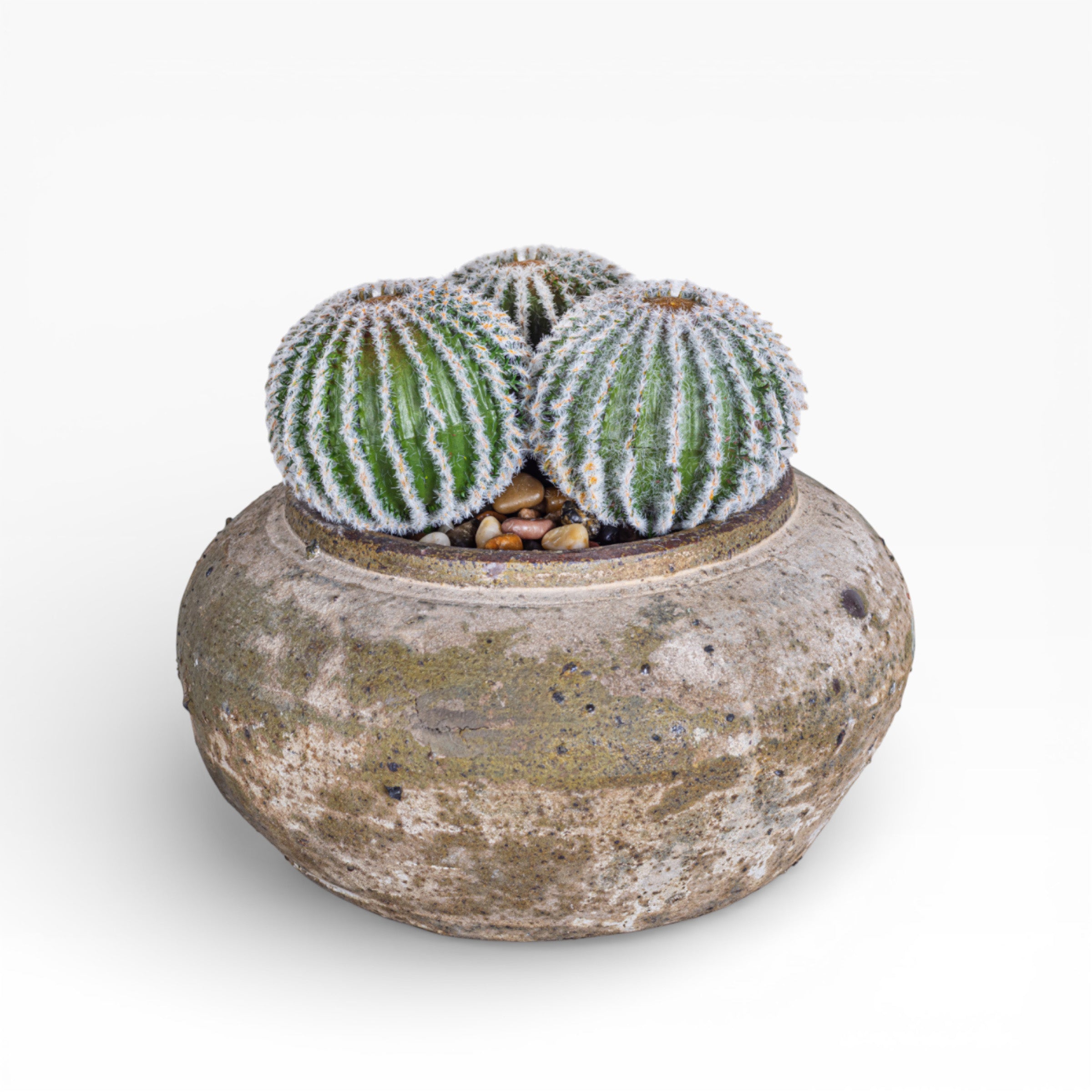 Esther Pot with Cactus Arrangement AR1405