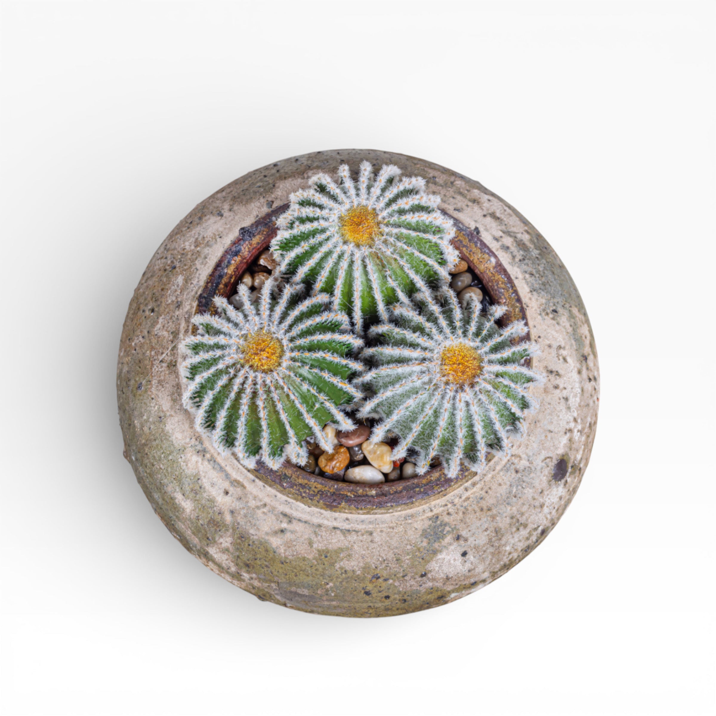 Esther Pot with Cactus Arrangement AR1405