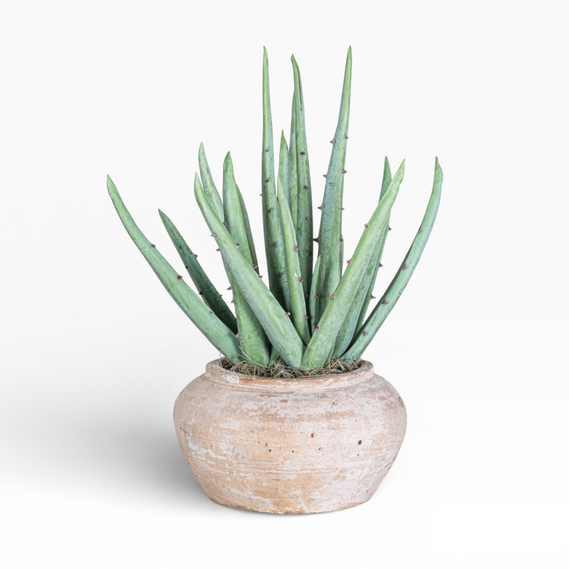 Esther Pot with Aloe Arrangement AR1895