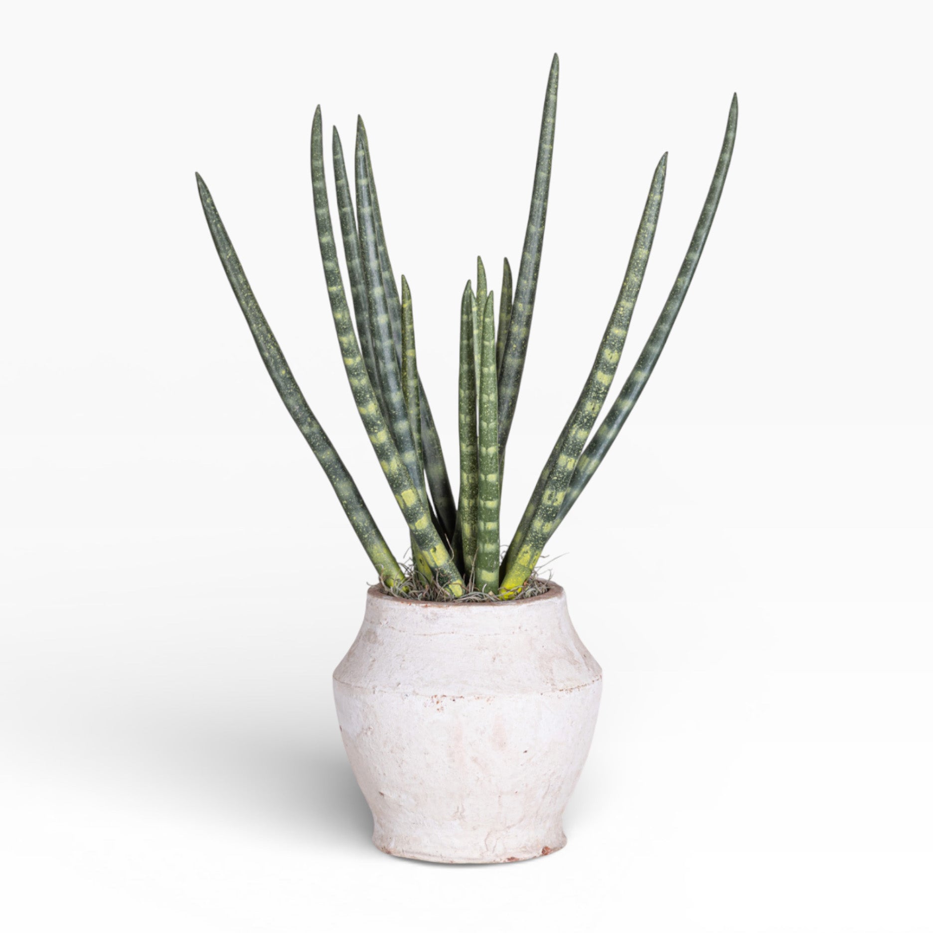 Mila Pot with Snake Grass Arrangement AR1896