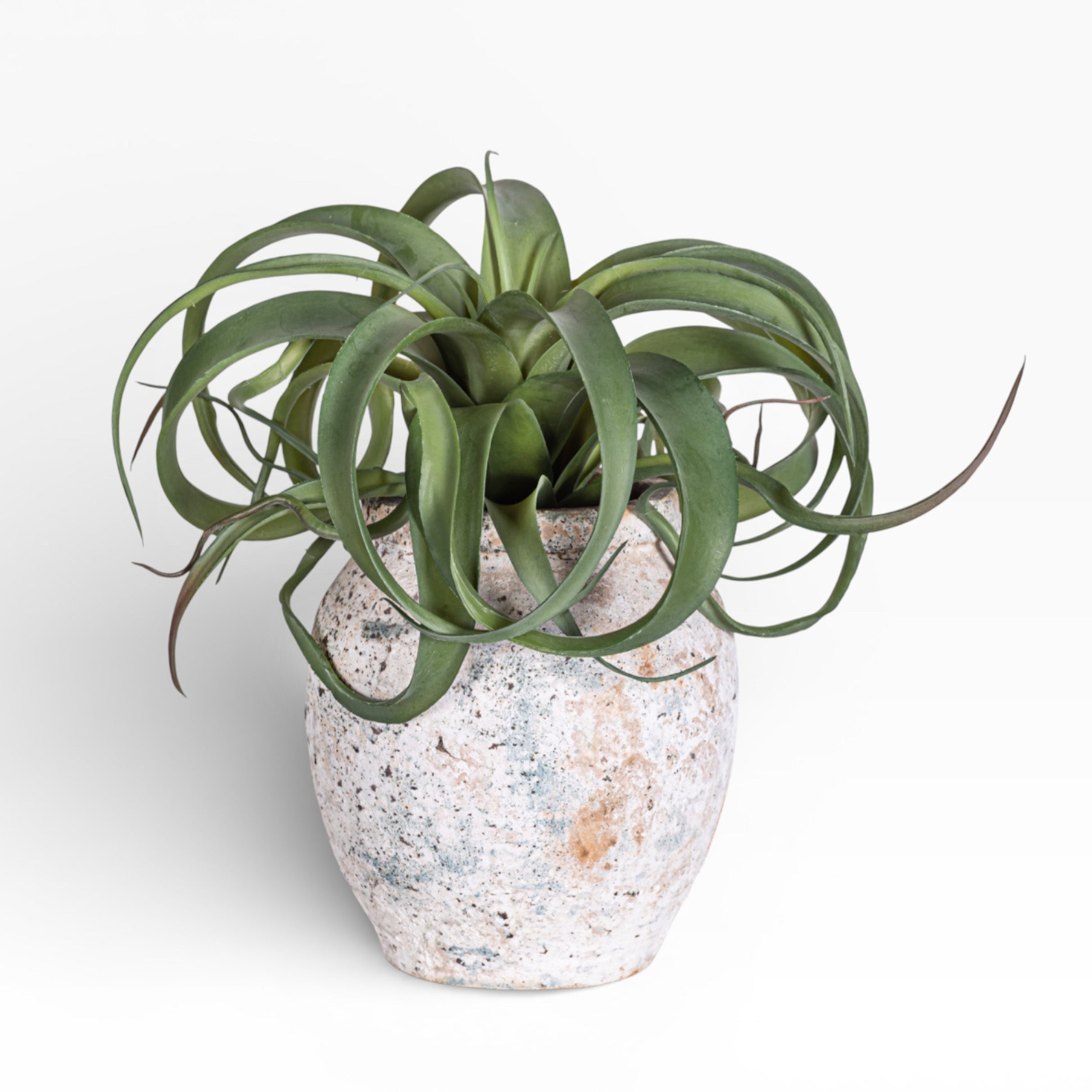 Lyric Pot with Airplant Arrangement AR1395
